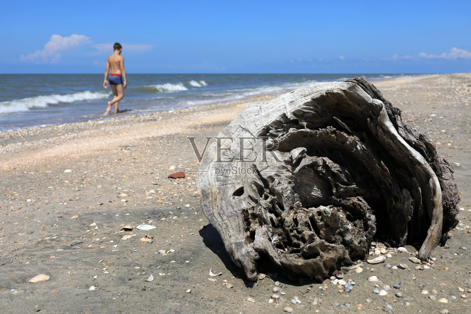 一块被冲到海滩上的木头照片摄影图片