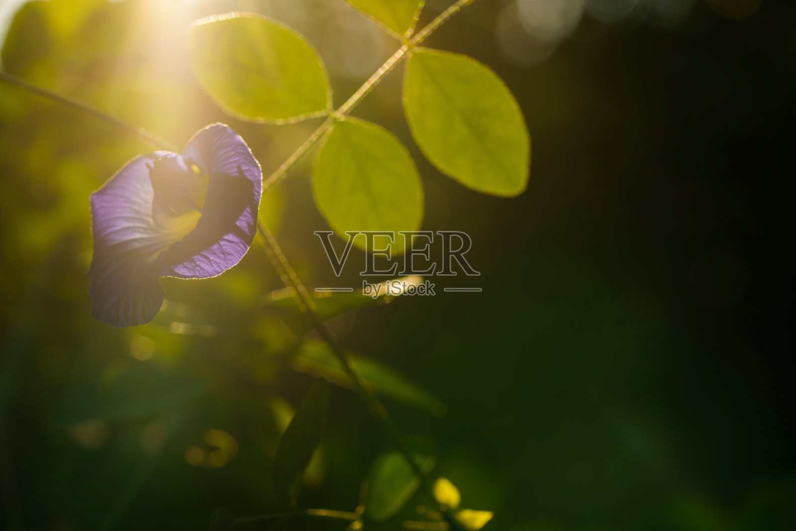 剪影紫色花背光耀斑与复制空间。照片摄影图片