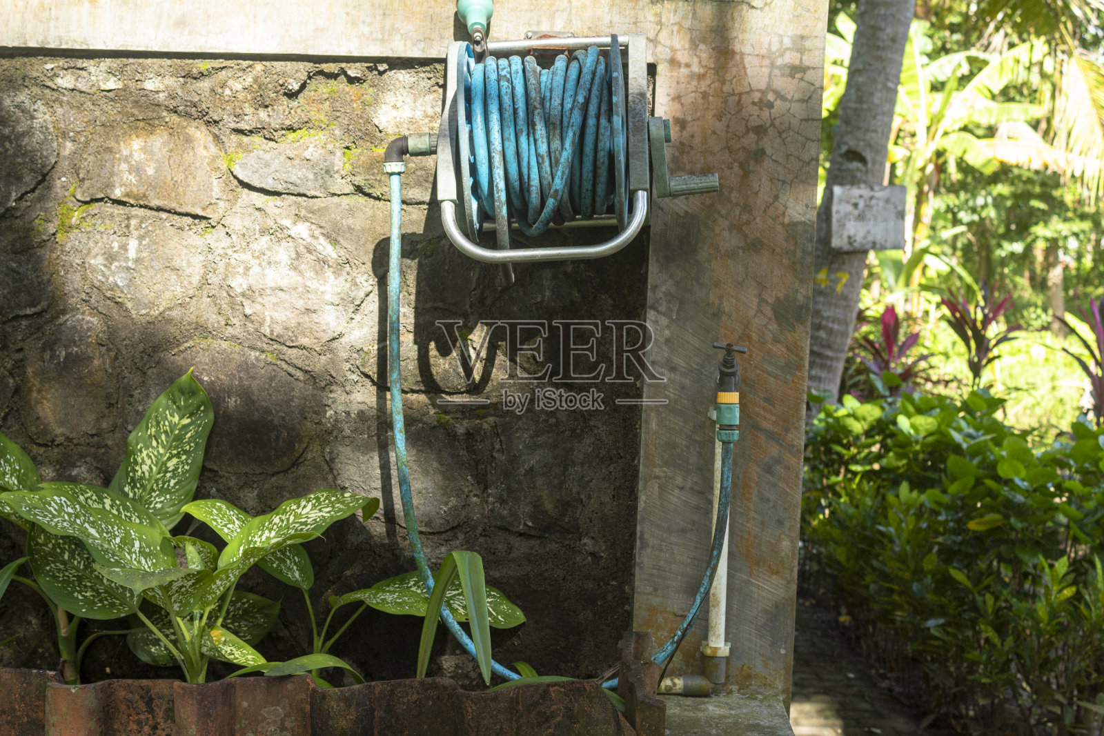 墙上挂着蓝色的花园软管，用来给院子里的植物浇水照片摄影图片