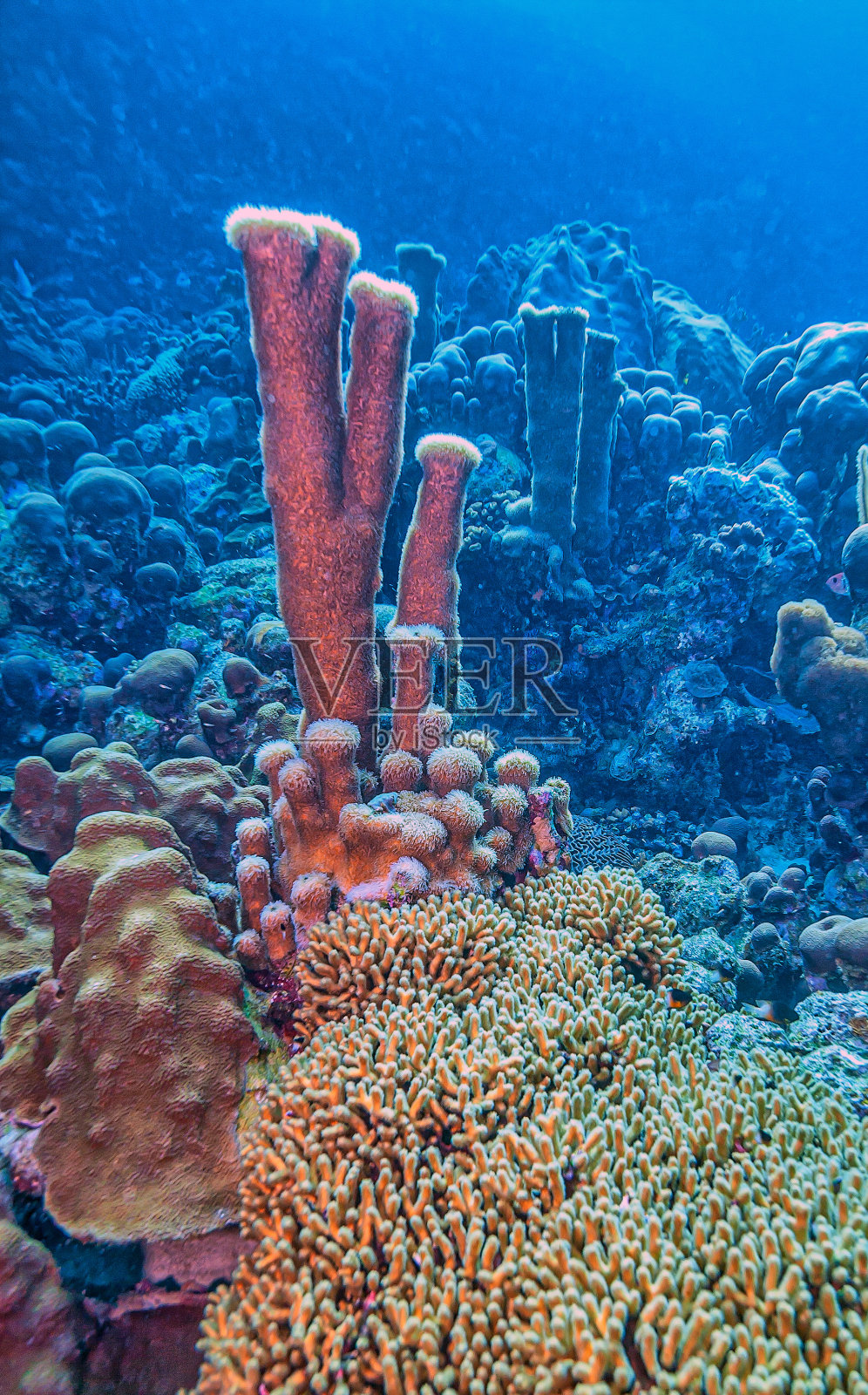 加勒比珊瑚花园照片摄影图片