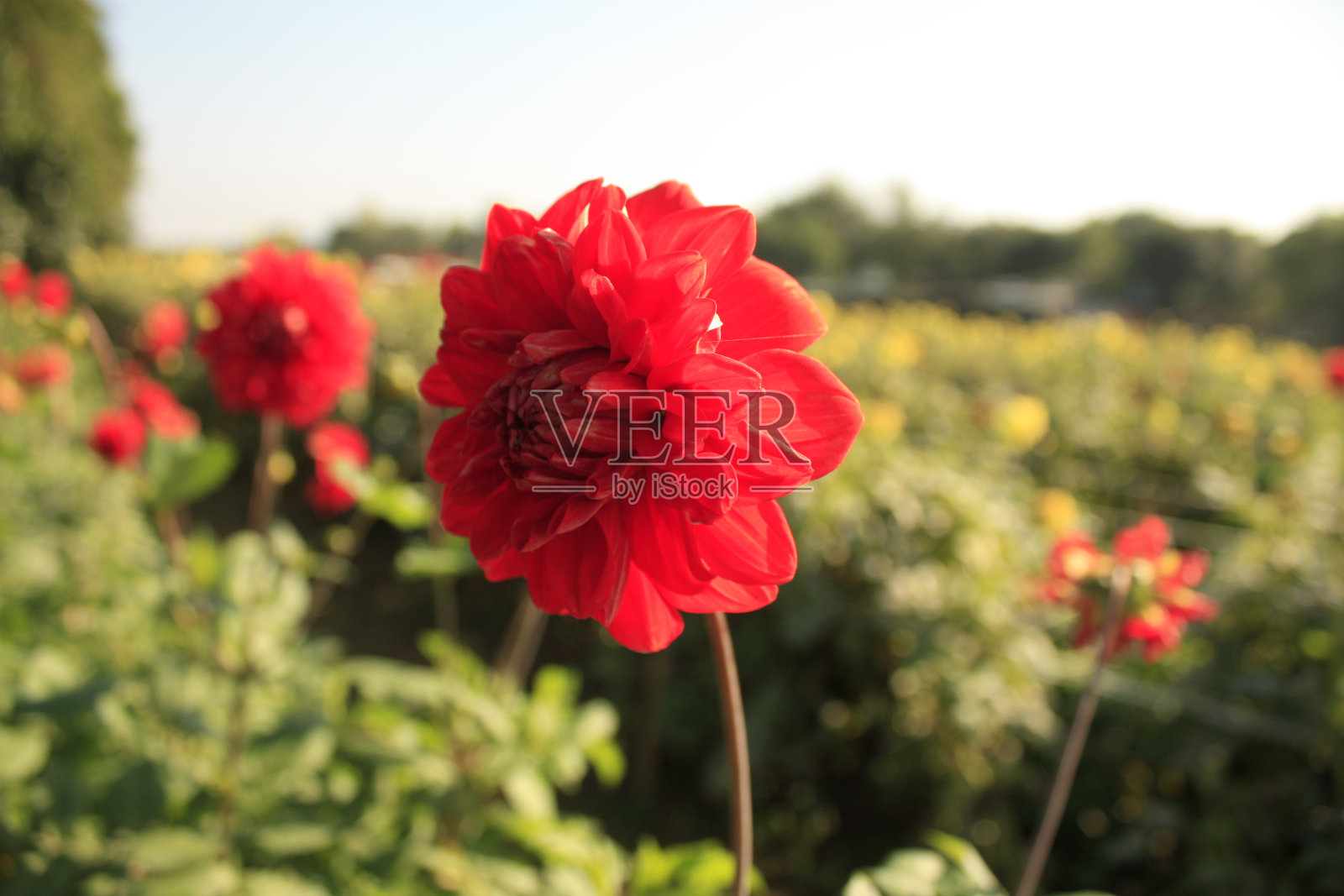 黄色的大丽花在花园的蓝色天空背景看起来很漂亮照片摄影图片