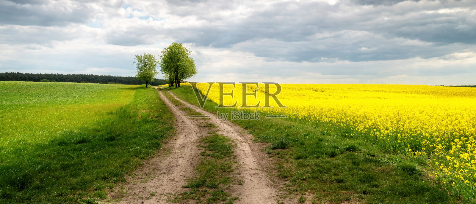 谷物和田野映衬着天空和云朵照片摄影图片