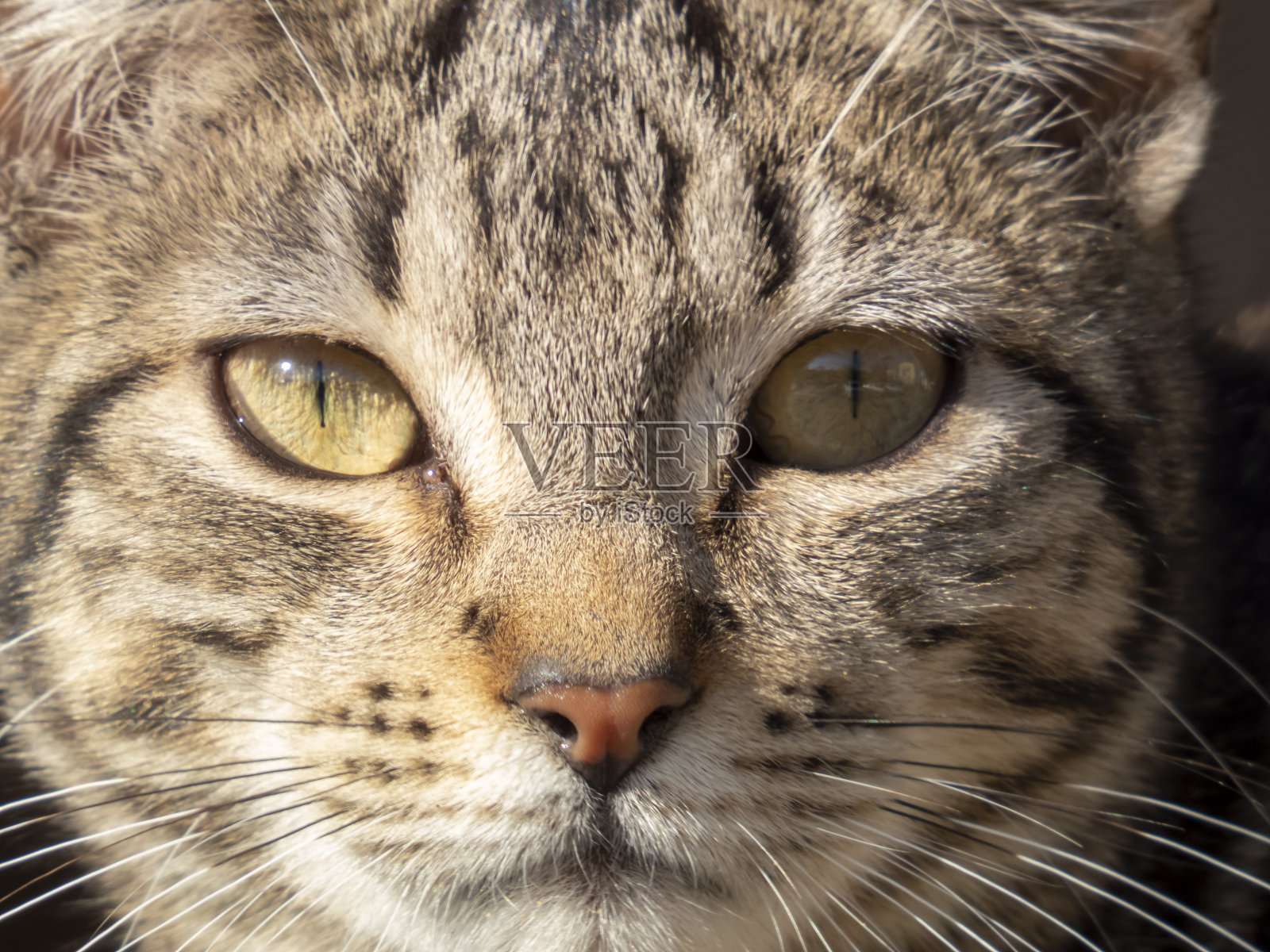 一只斑纹色的流浪猫的头部和美丽的眼睛的细节。照片摄影图片