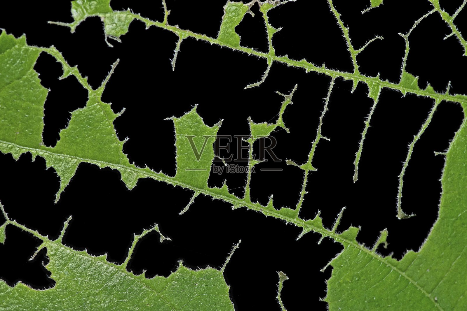 闭合被虫咬的叶子。照片摄影图片