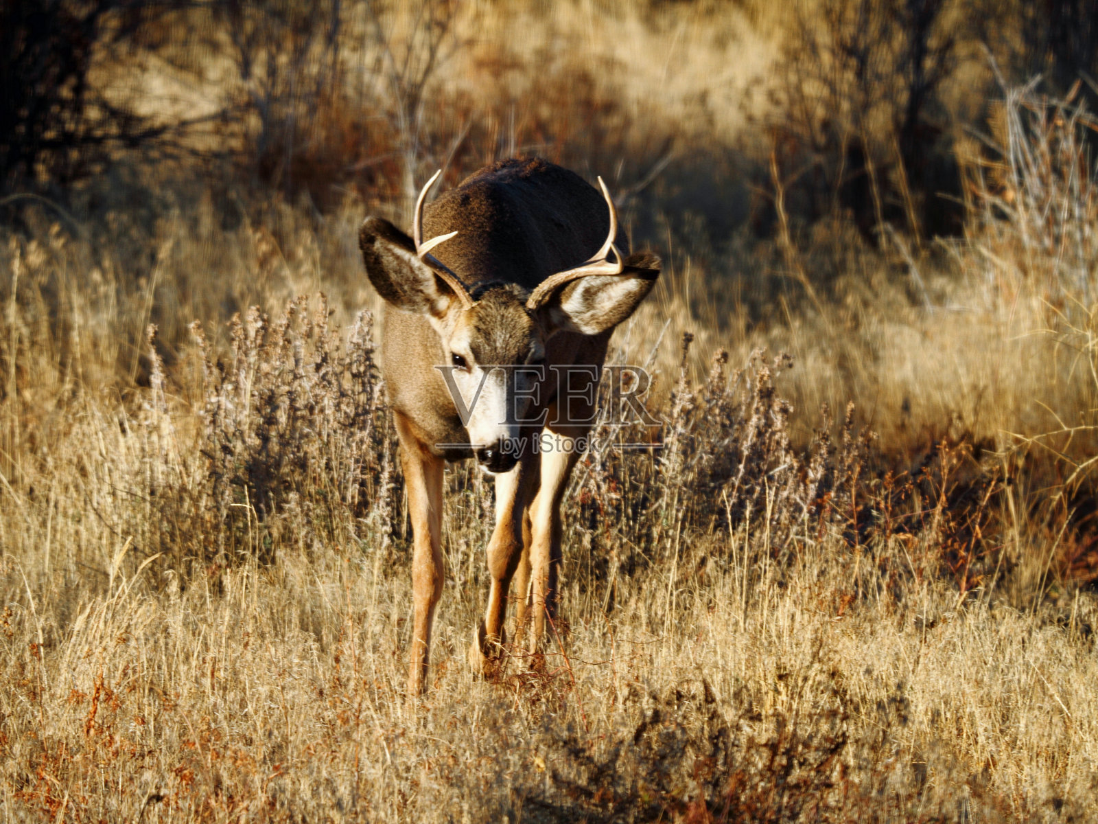 黑尾鹿照片摄影图片