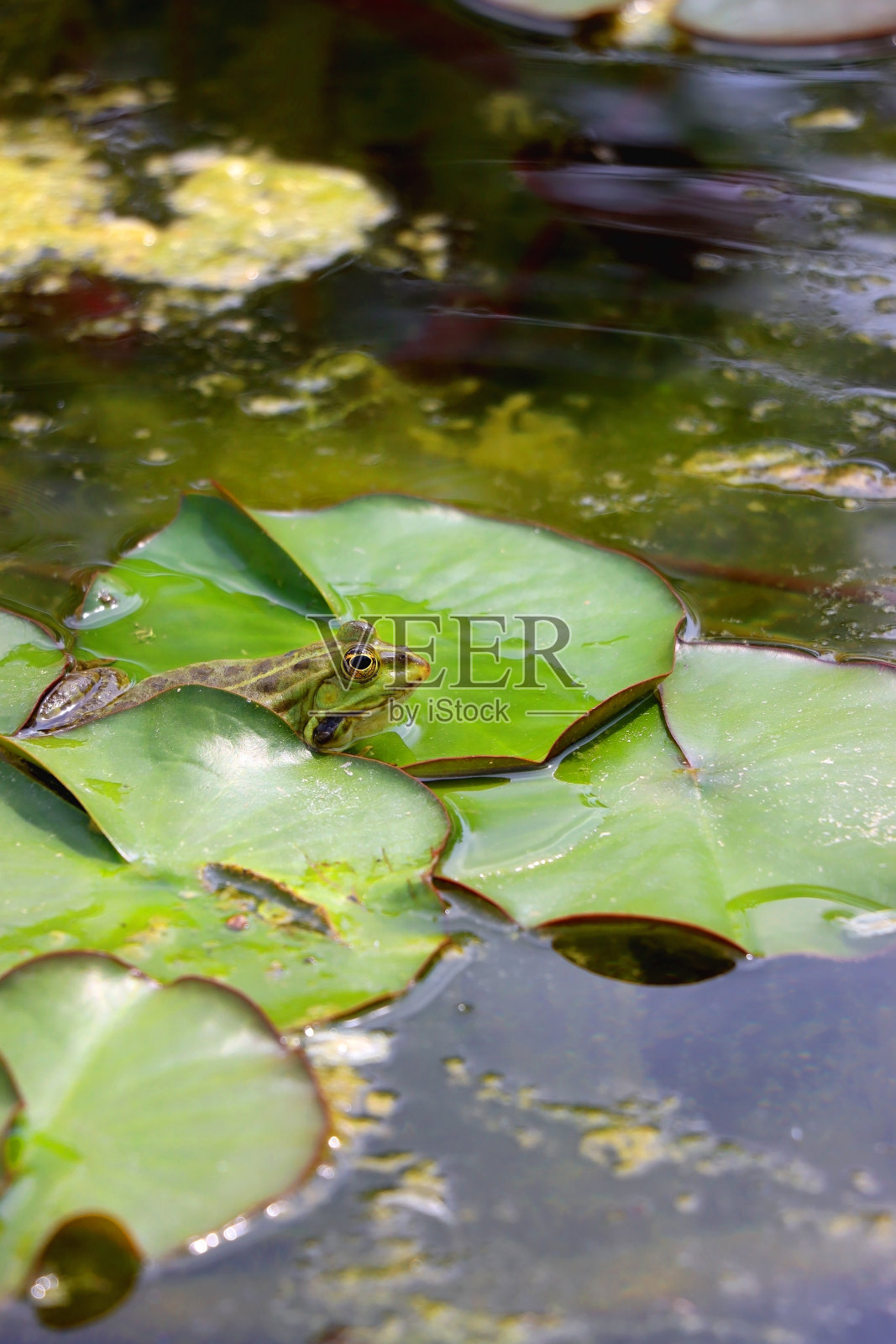 青蛙和睡莲照片摄影图片