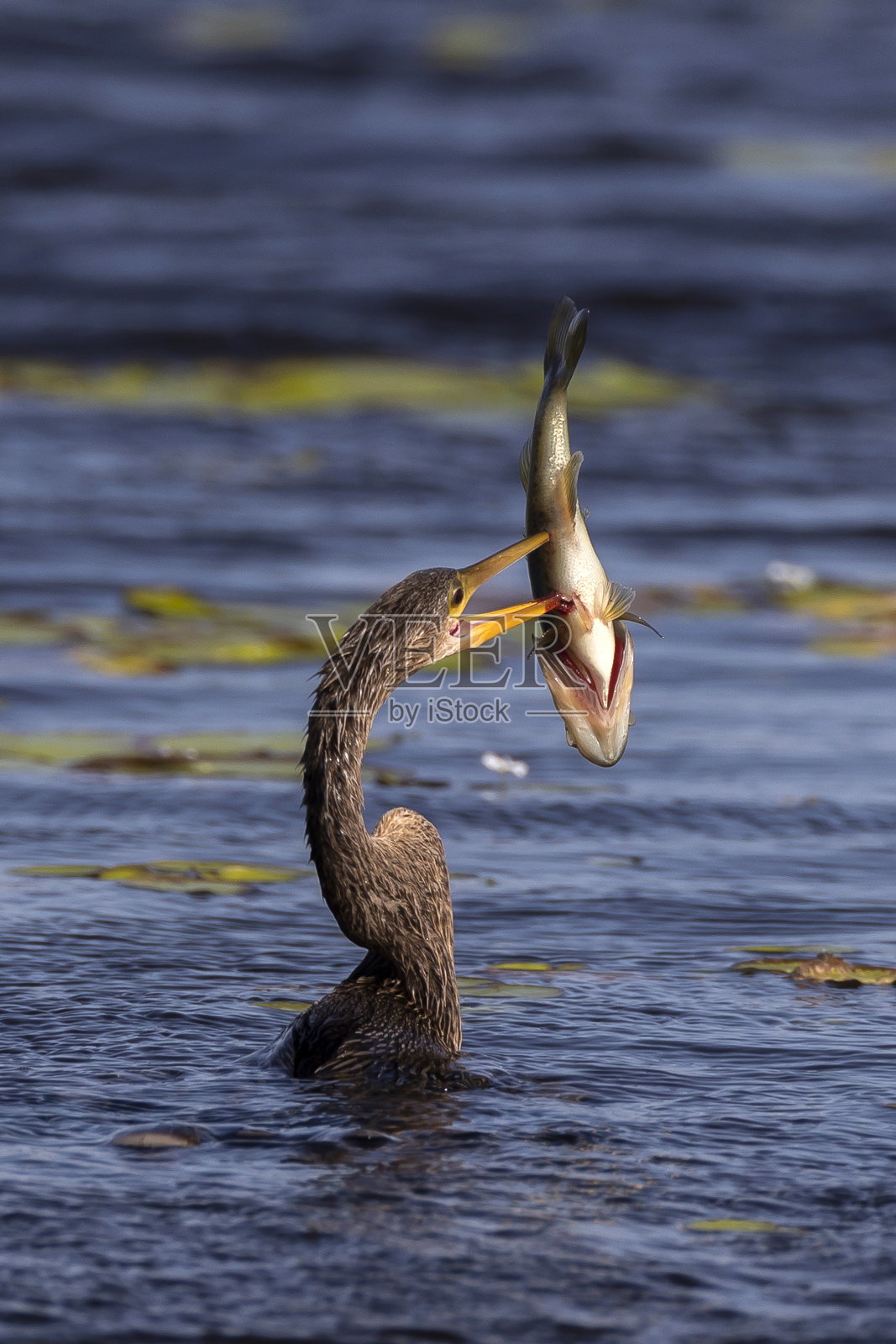 美洲蛇鸟照片摄影图片