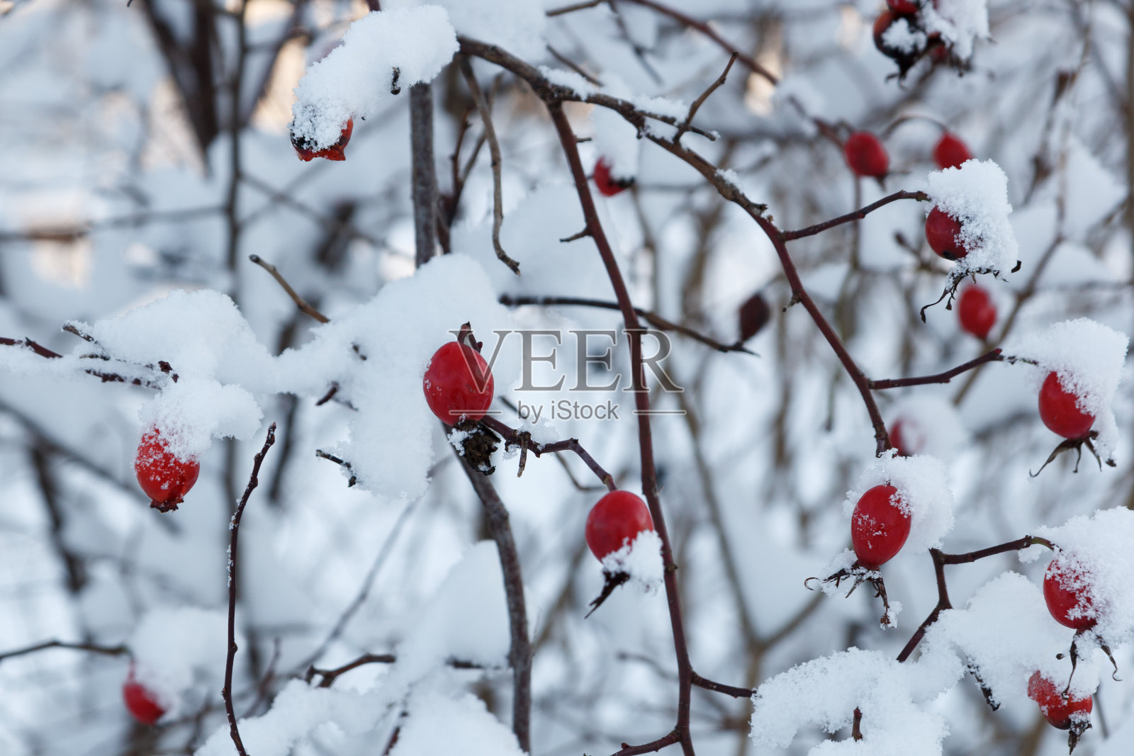 红色的玫瑰果被雪覆盖照片摄影图片