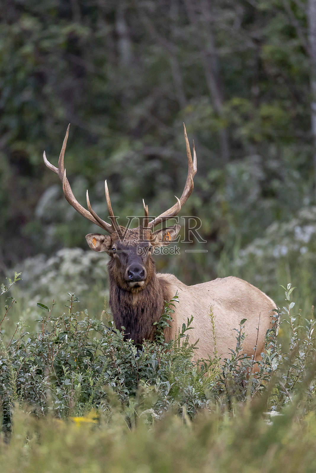 公牛麋鹿照片摄影图片