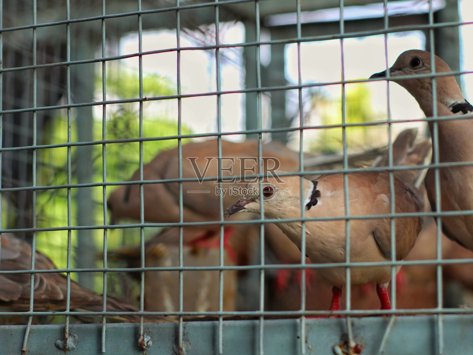 动物园笼子里羽毛漂亮的鸽子照片摄影图片