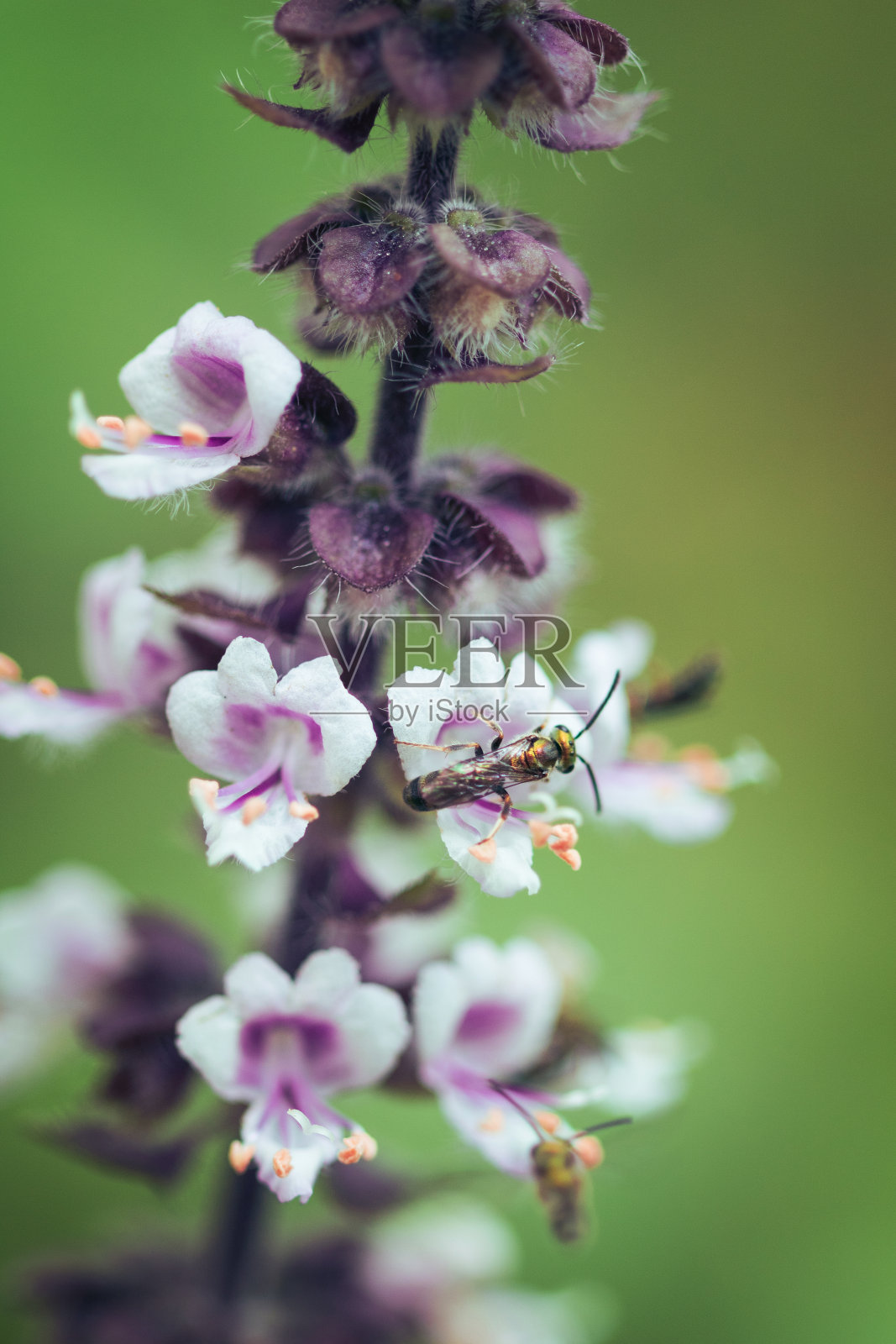 春天来了——五颜六色的昆虫在白紫色的花朵上。罗勒叶和花微距图像。照片摄影图片