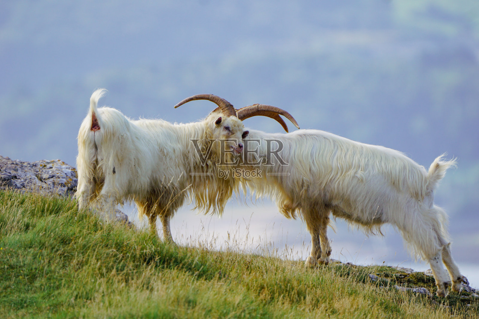 山羊的问候照片摄影图片