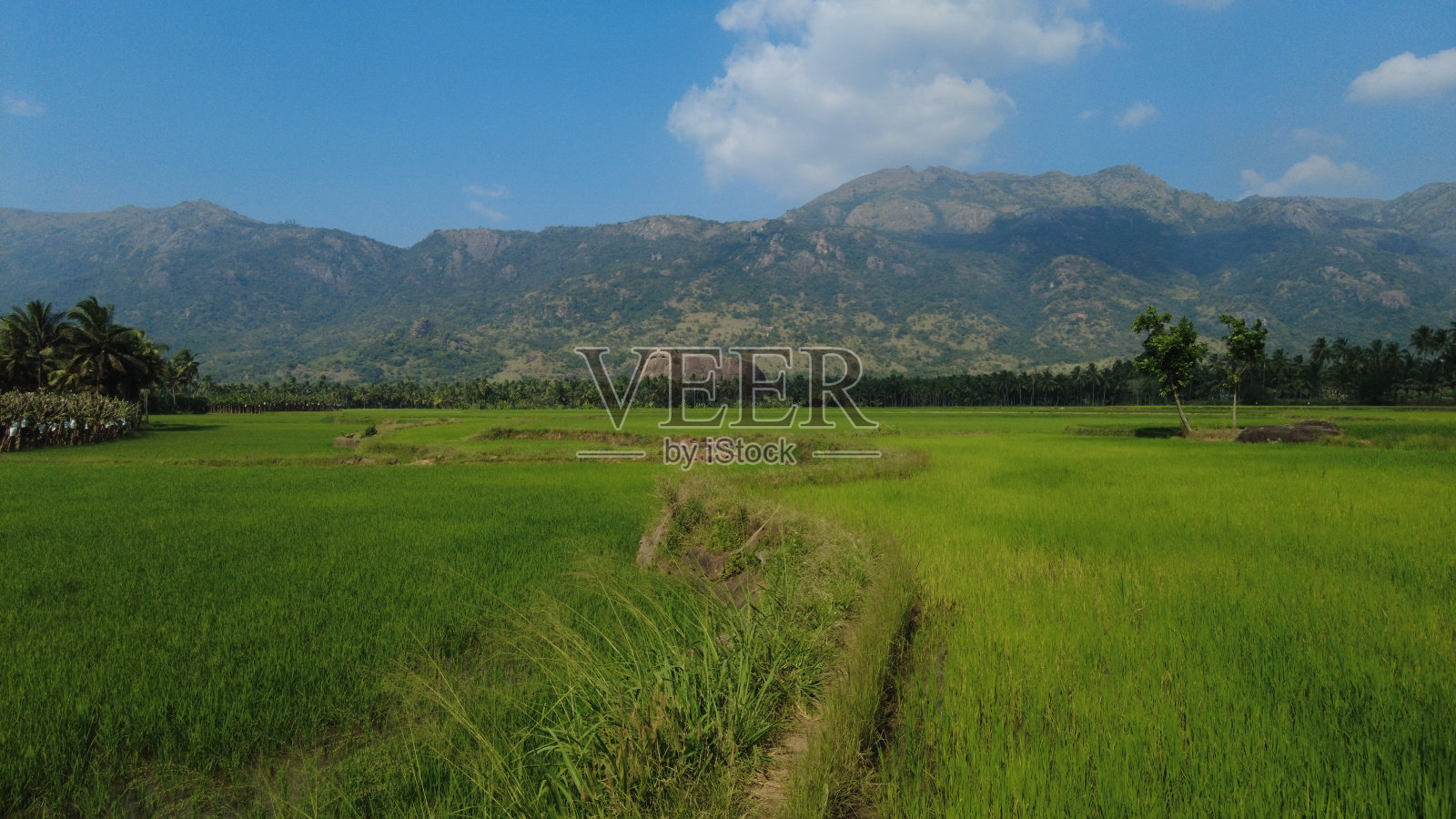 泰米尔纳德邦Kanyakumari地区的绿色稻田和西部高铁山脉照片摄影图片