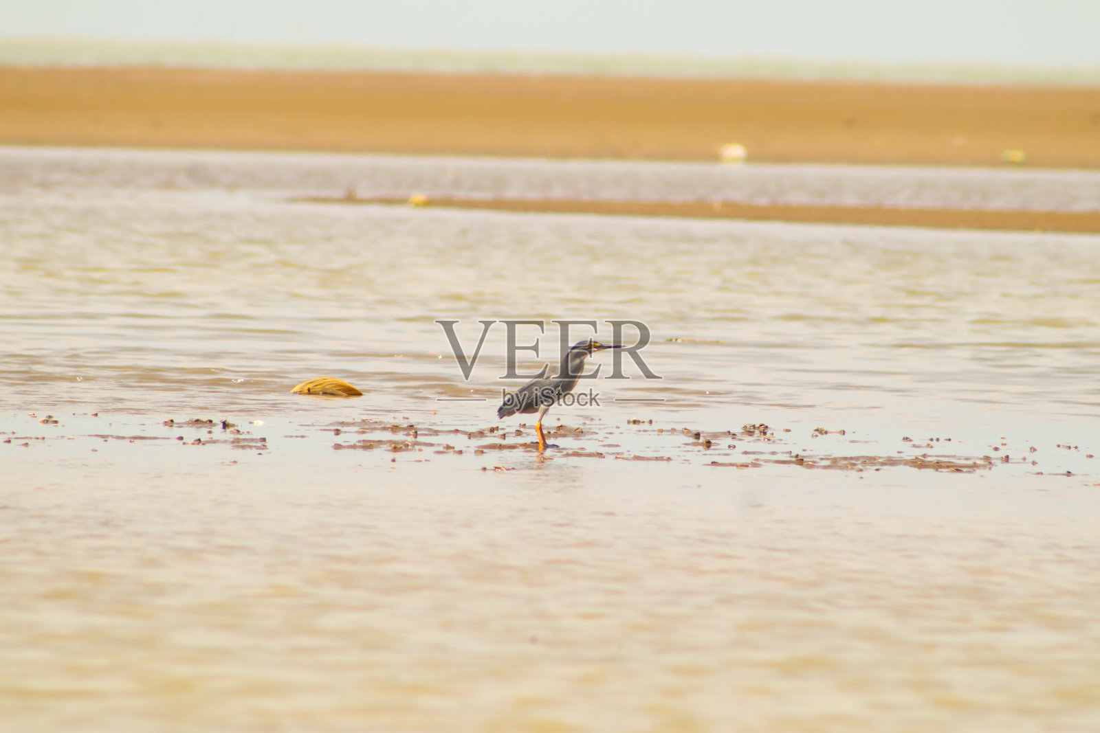 可可坦鸟的海岸线栖息地照片摄影图片