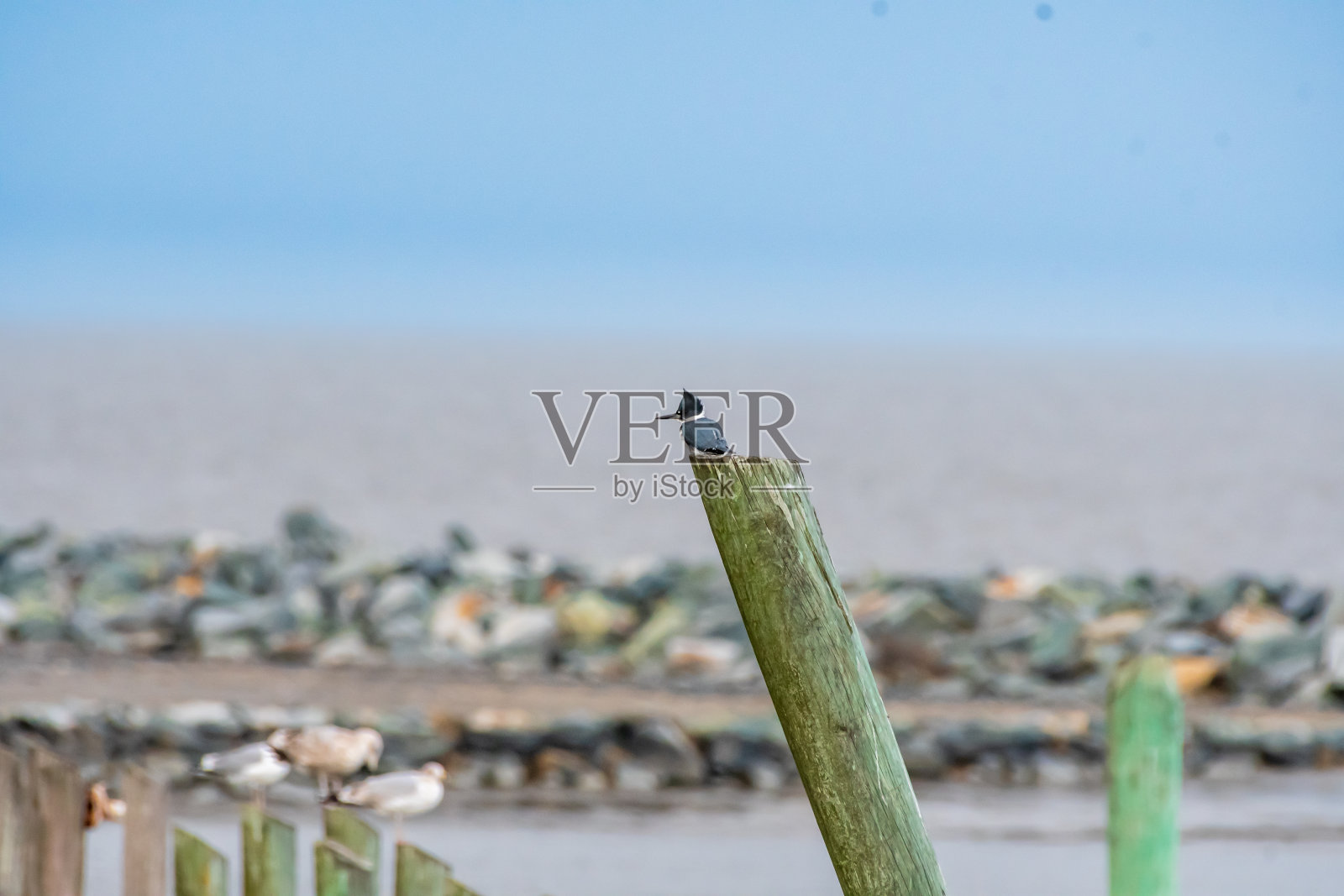 翠鸟栖息在柱子上照片摄影图片