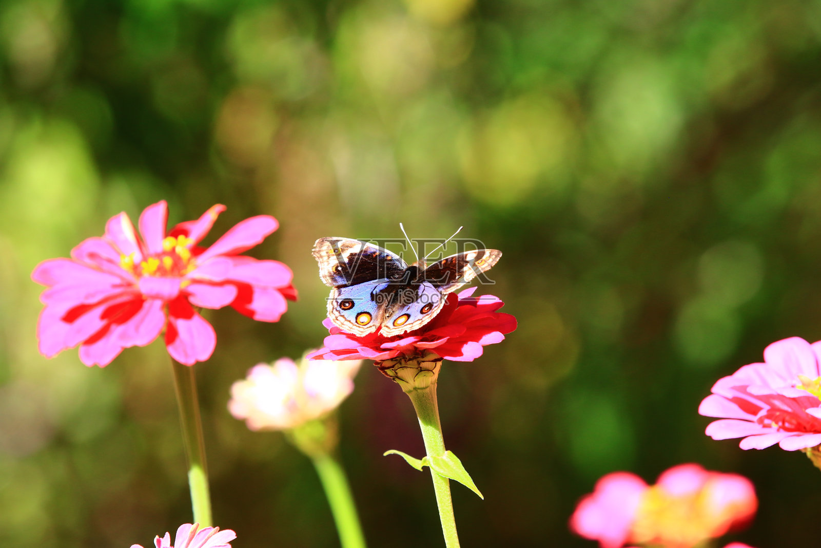 蓝色三色堇(Junonia orithya)蝴蝶和盛开的百日草(青年和老年)花照片摄影图片