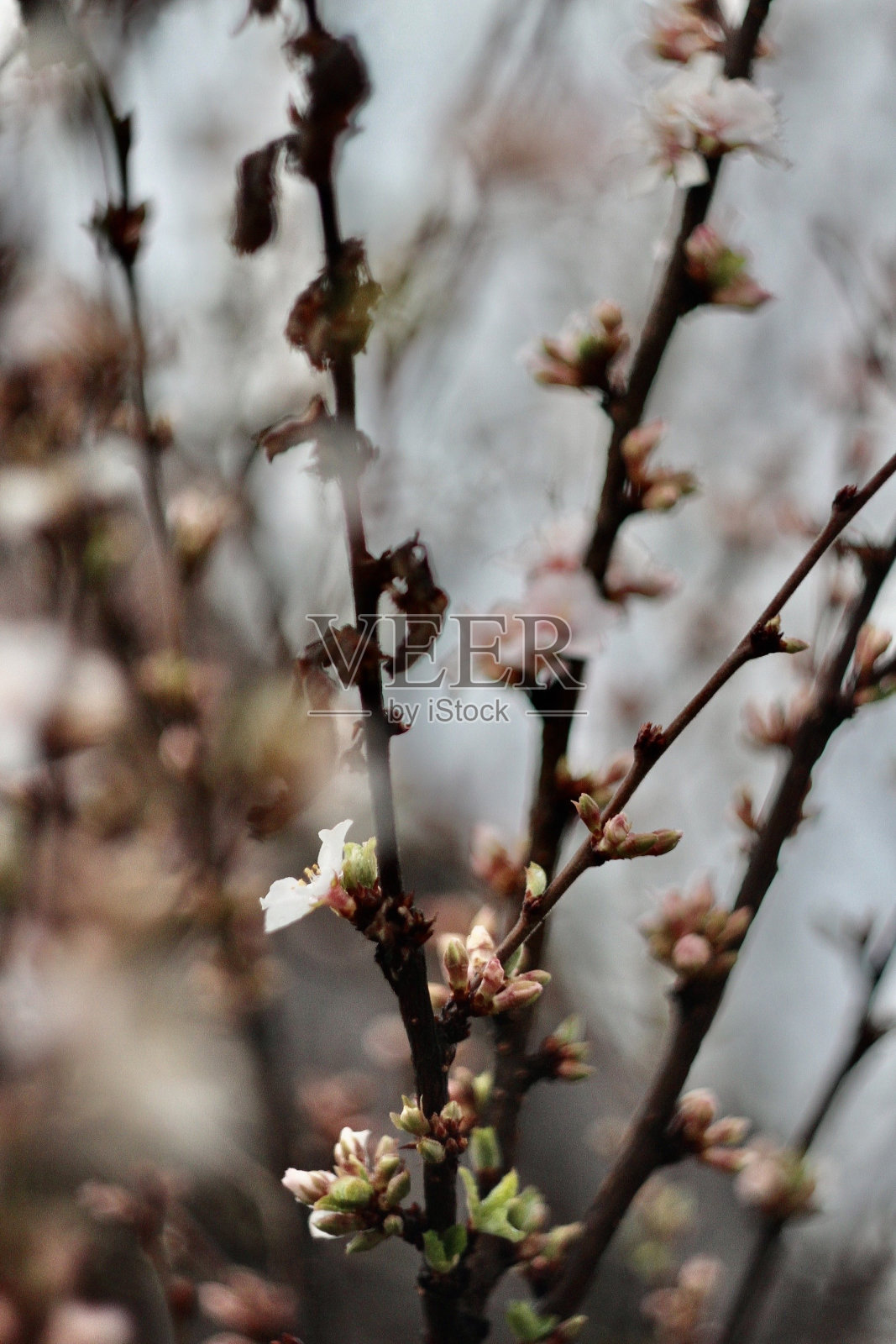 樱花照片摄影图片