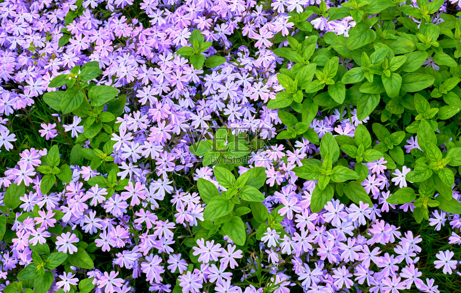 粉红色娇嫩的花，带着淡淡的阳光的感觉照片摄影图片