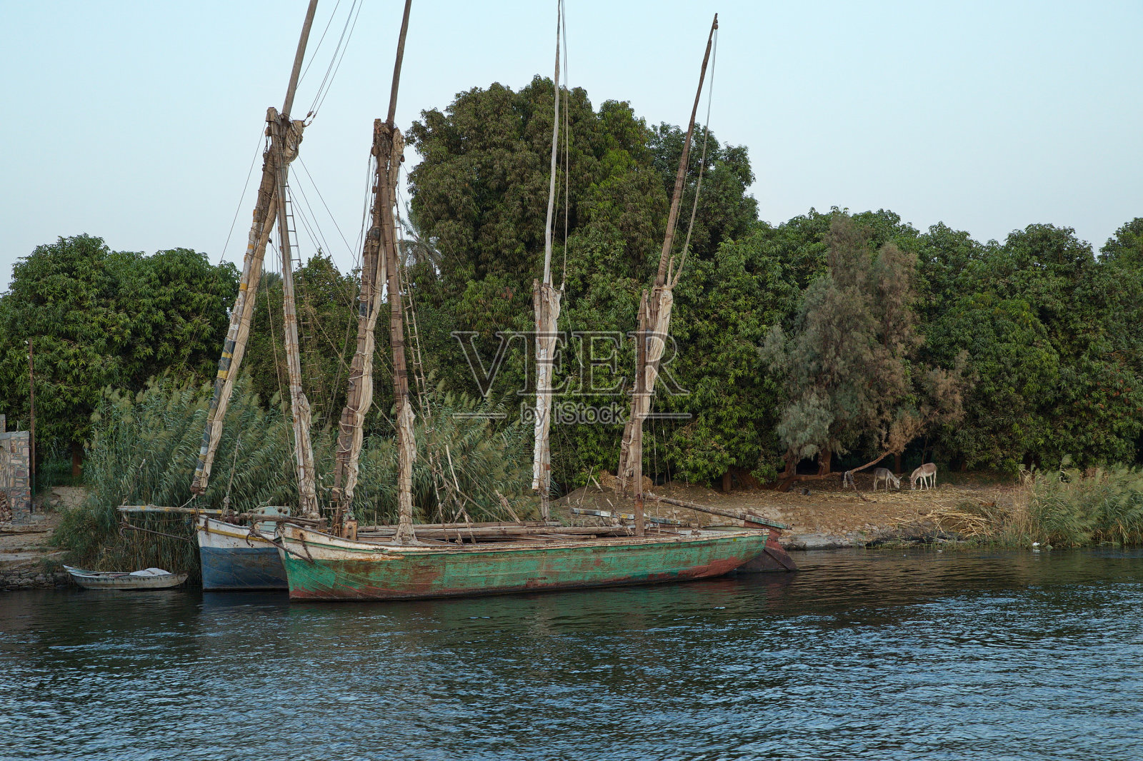 尼罗河上的旧帆船和驴子，埃及，非洲照片摄影图片
