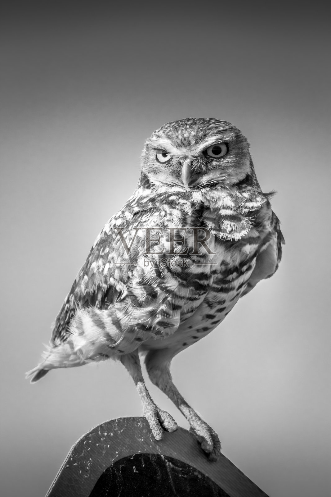 穴居猫头鹰坐在黑白相间的牌子上照片摄影图片