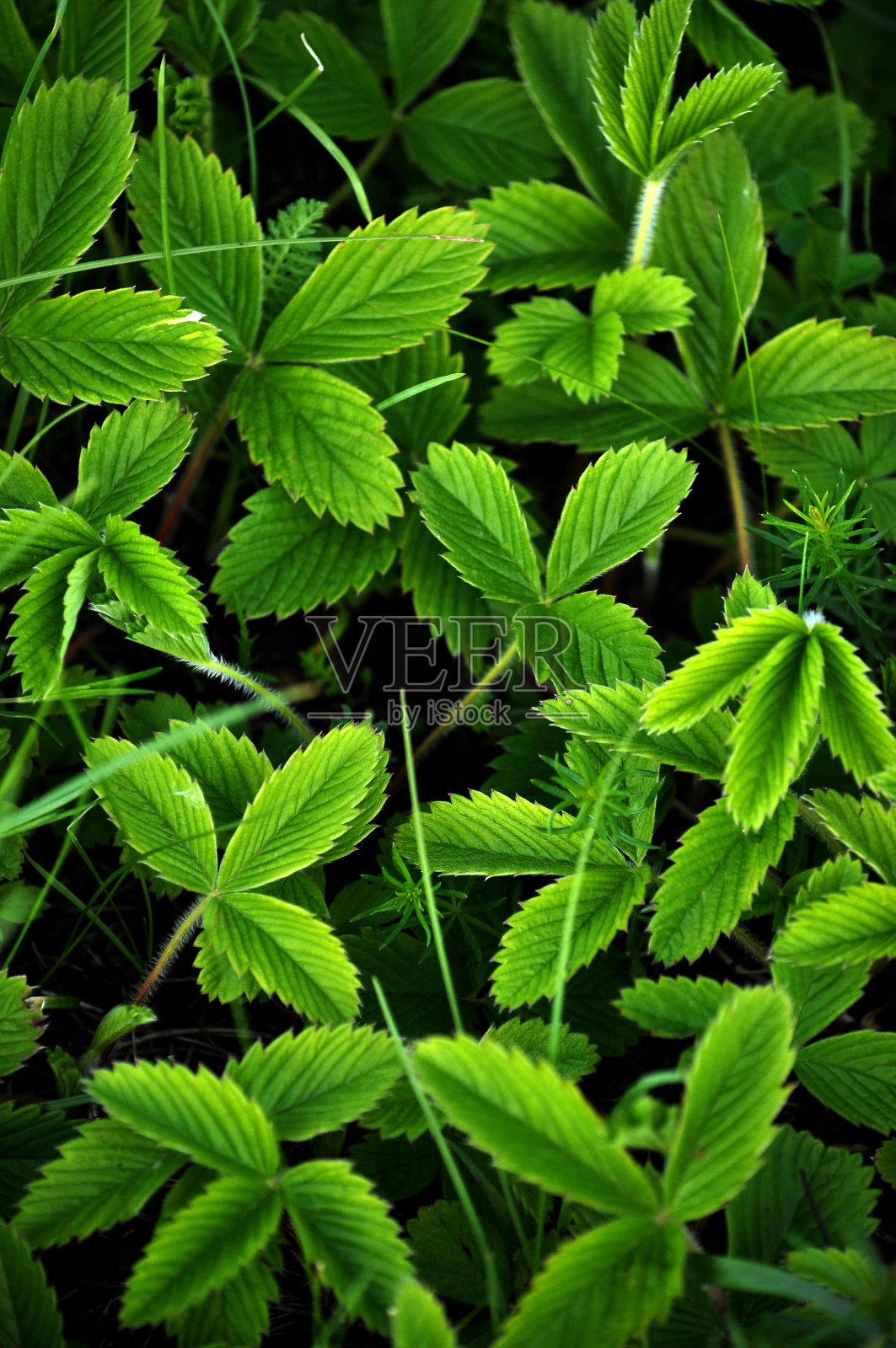 草莓叶背景照片摄影图片