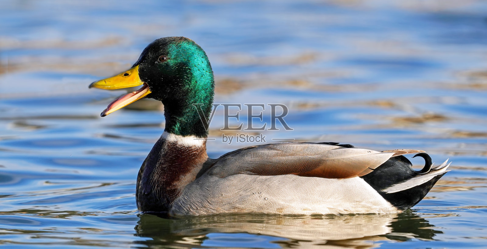 野生动物概念中的鸟类和动物。神奇的绿头鸭游泳在湖泊或河流与蓝色的水照片摄影图片