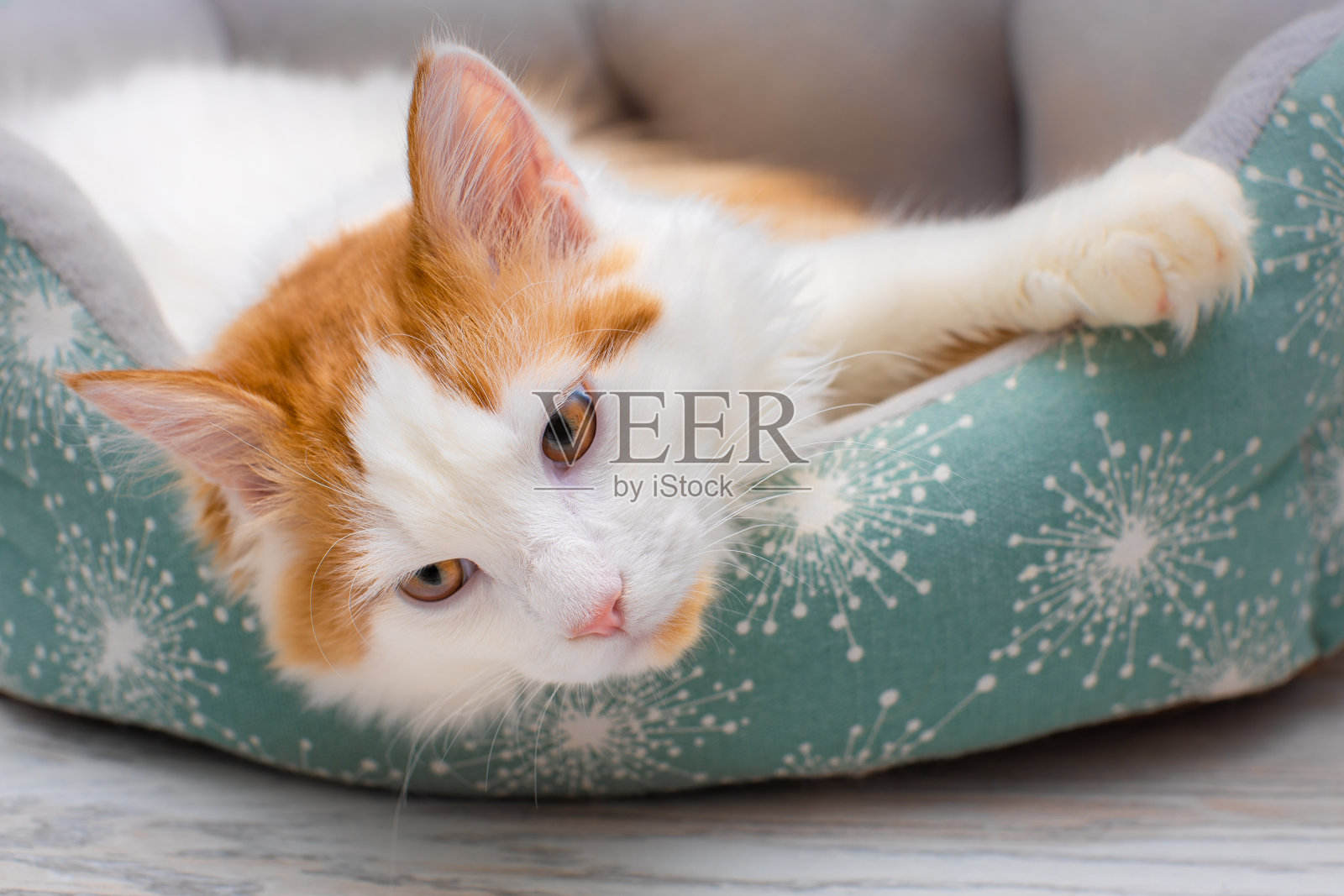 小白猫躺在沙发上。照片摄影图片