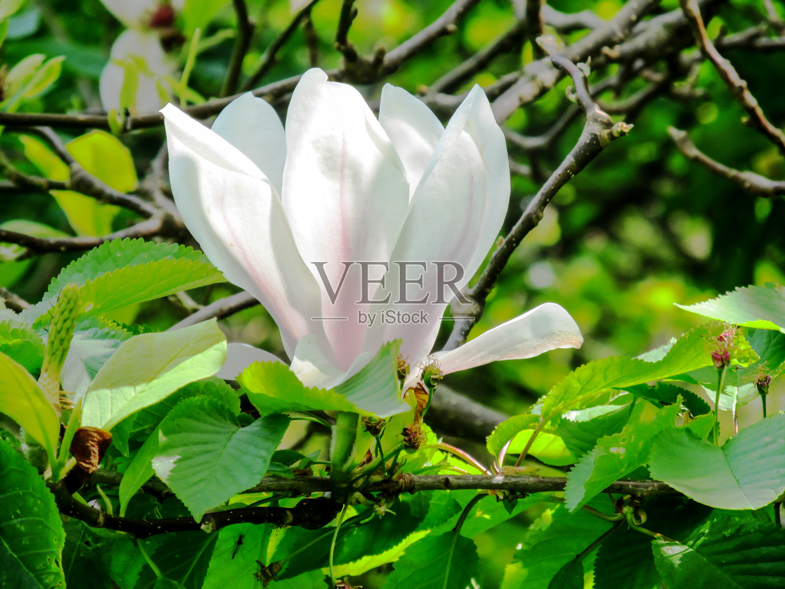 优雅的大白玉兰花，照片摄影图片