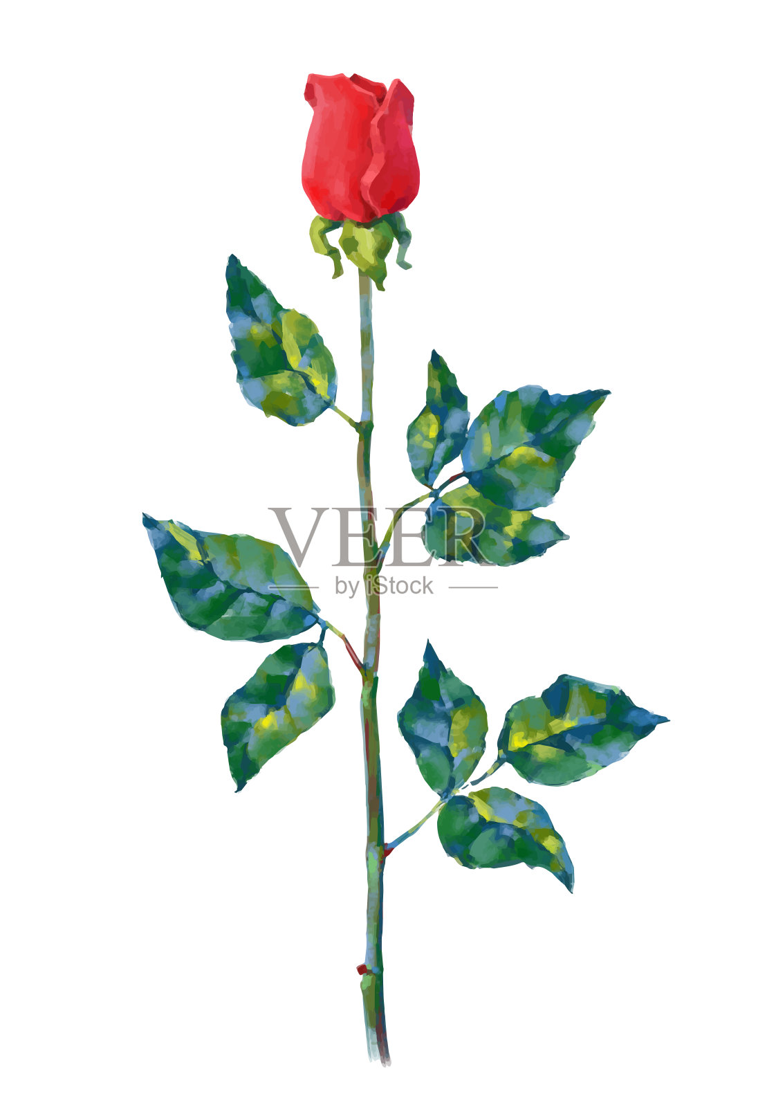 矢量高细节现实玫瑰花在白色的设计。油画或丙烯画玫瑰。插画图片素材