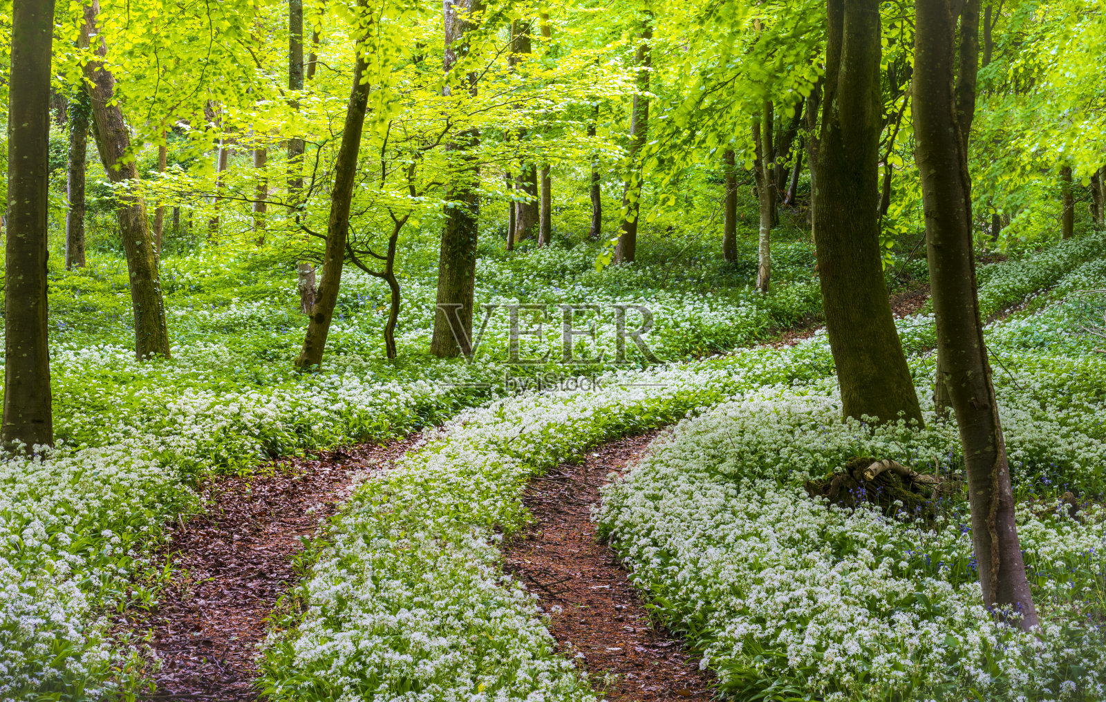阳光照亮了一条小径，穿过多赛特林地的野生大蒜照片摄影图片