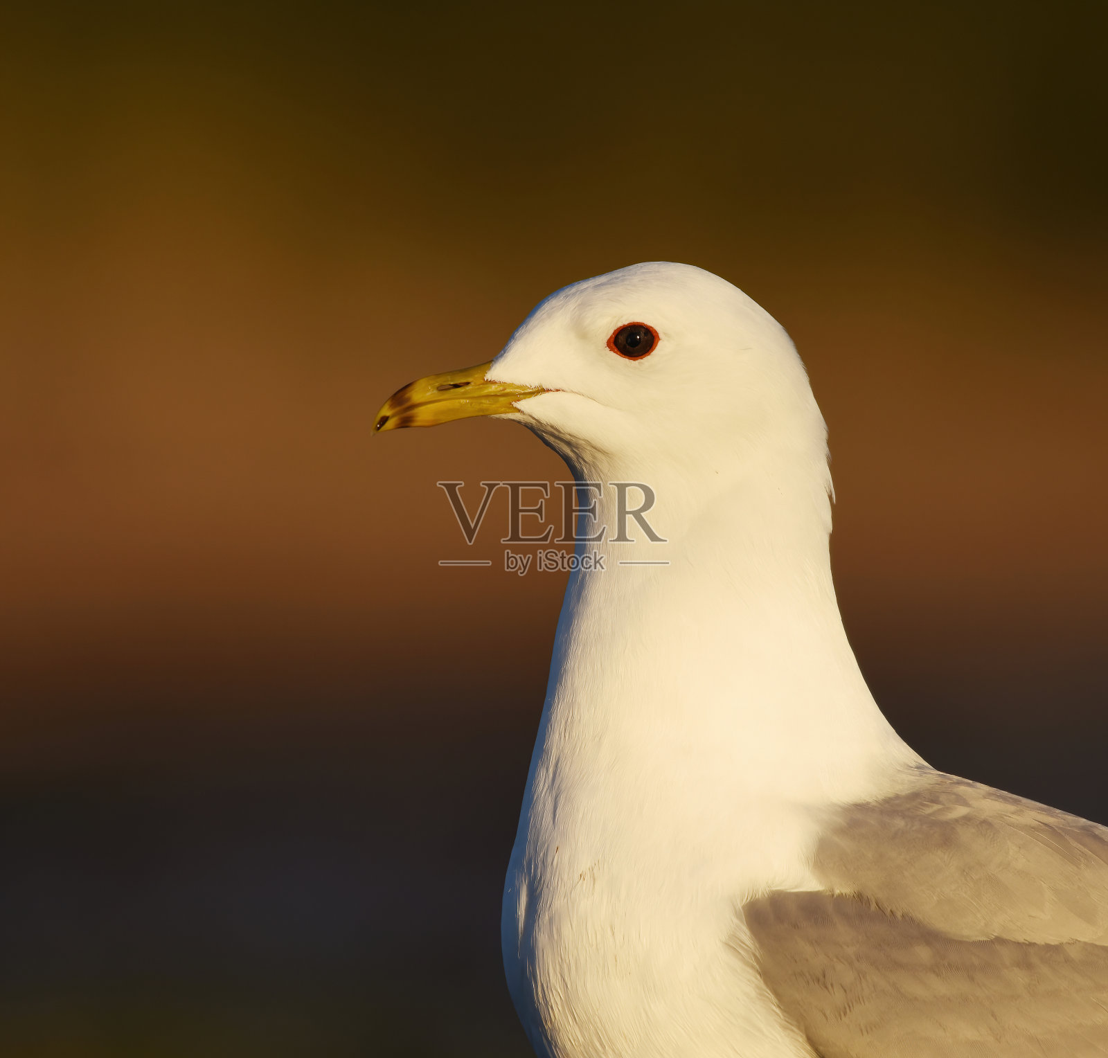 普通海鸥(Larus canus)在春天的特写。照片摄影图片
