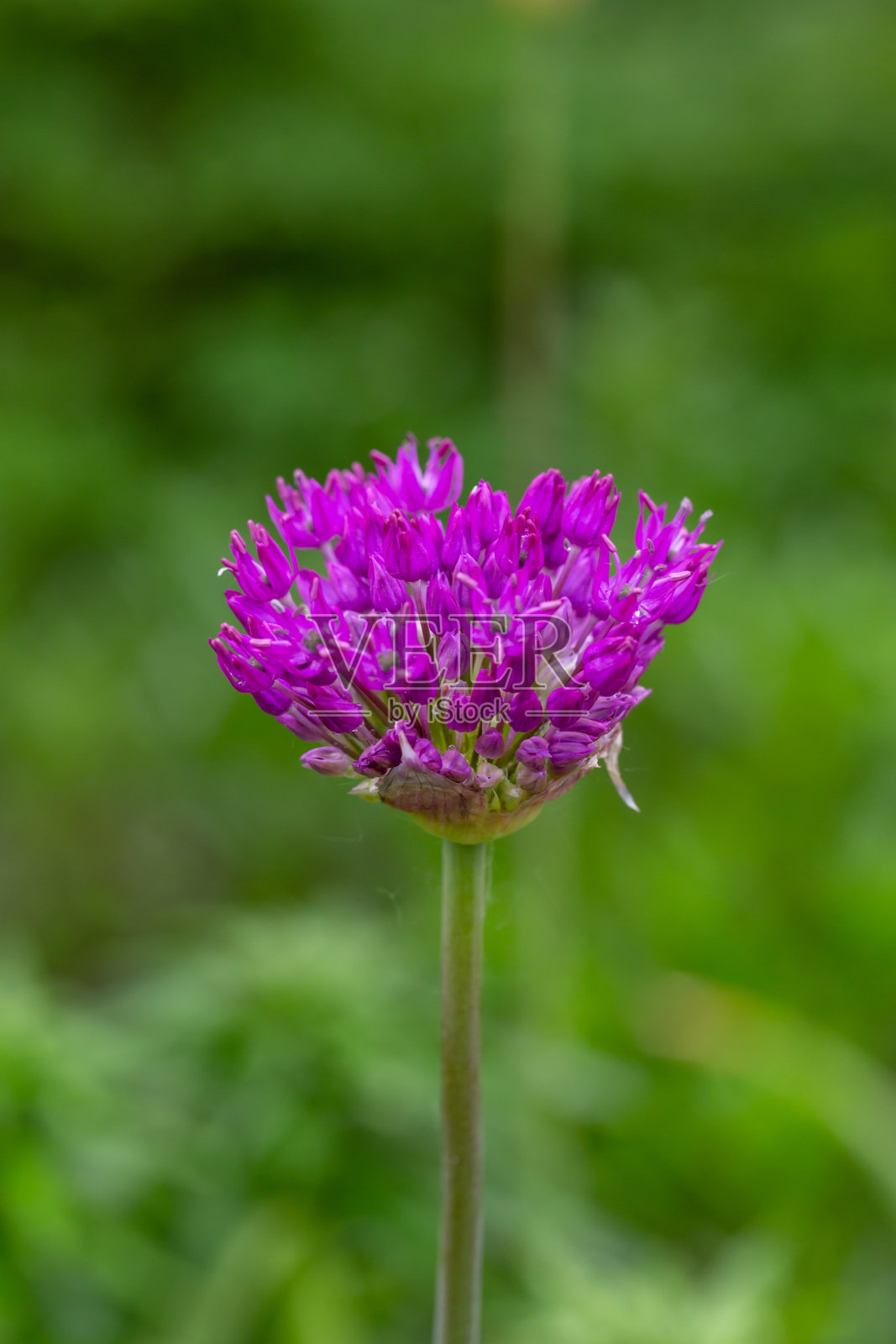 绽放紫色的大洋葱微距摄影在一个阳光灿烂的夏日。照片摄影图片