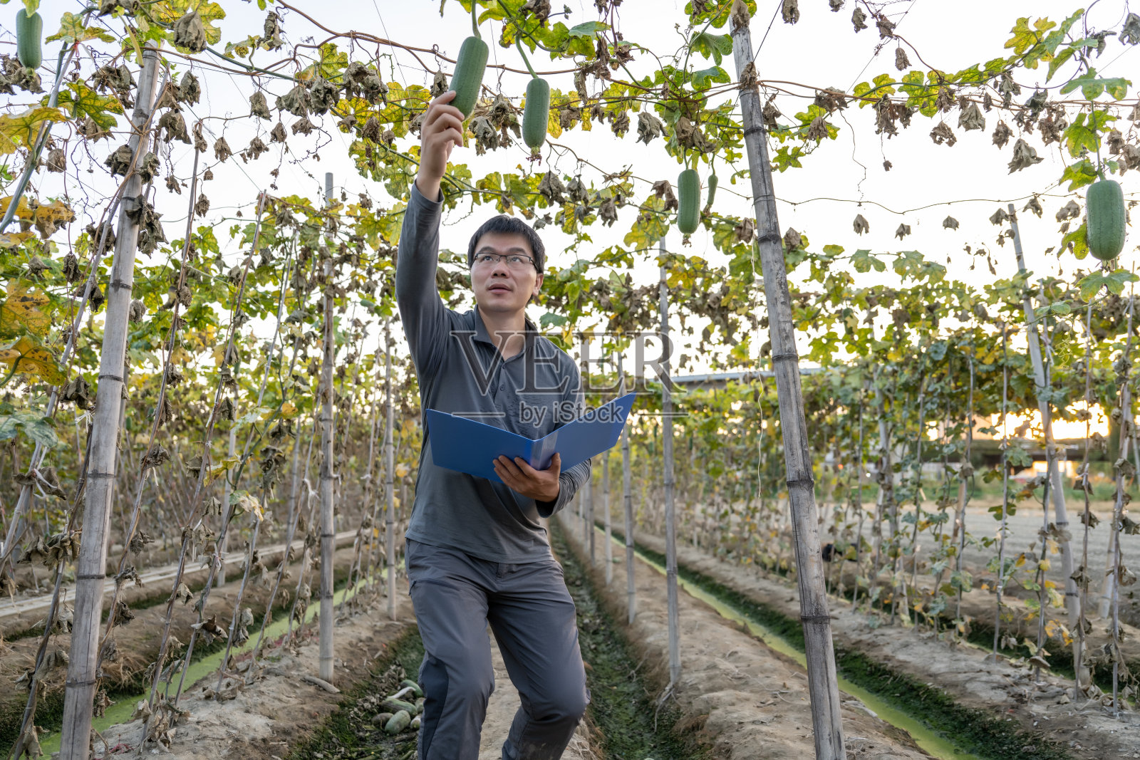一名男性农业工人在瓜棚用文件夹记录瓜类数据照片摄影图片