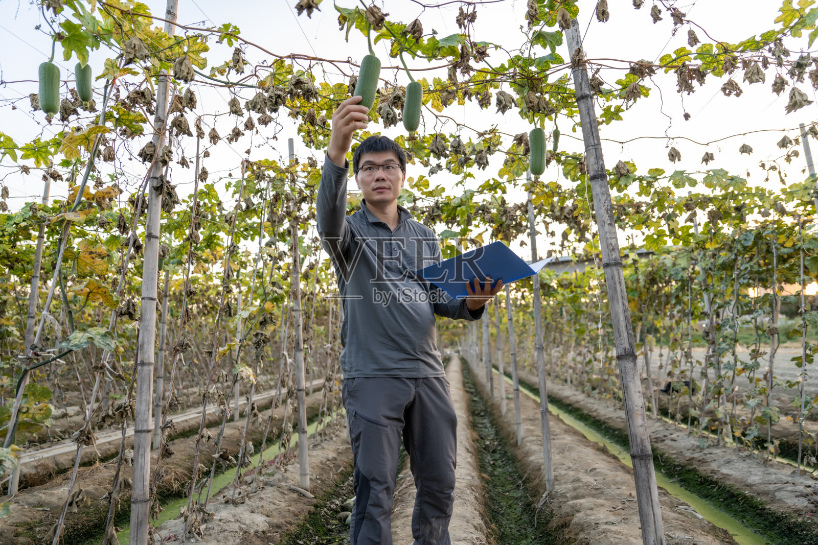 一名男性农业工人在瓜棚用文件夹记录瓜类数据照片摄影图片