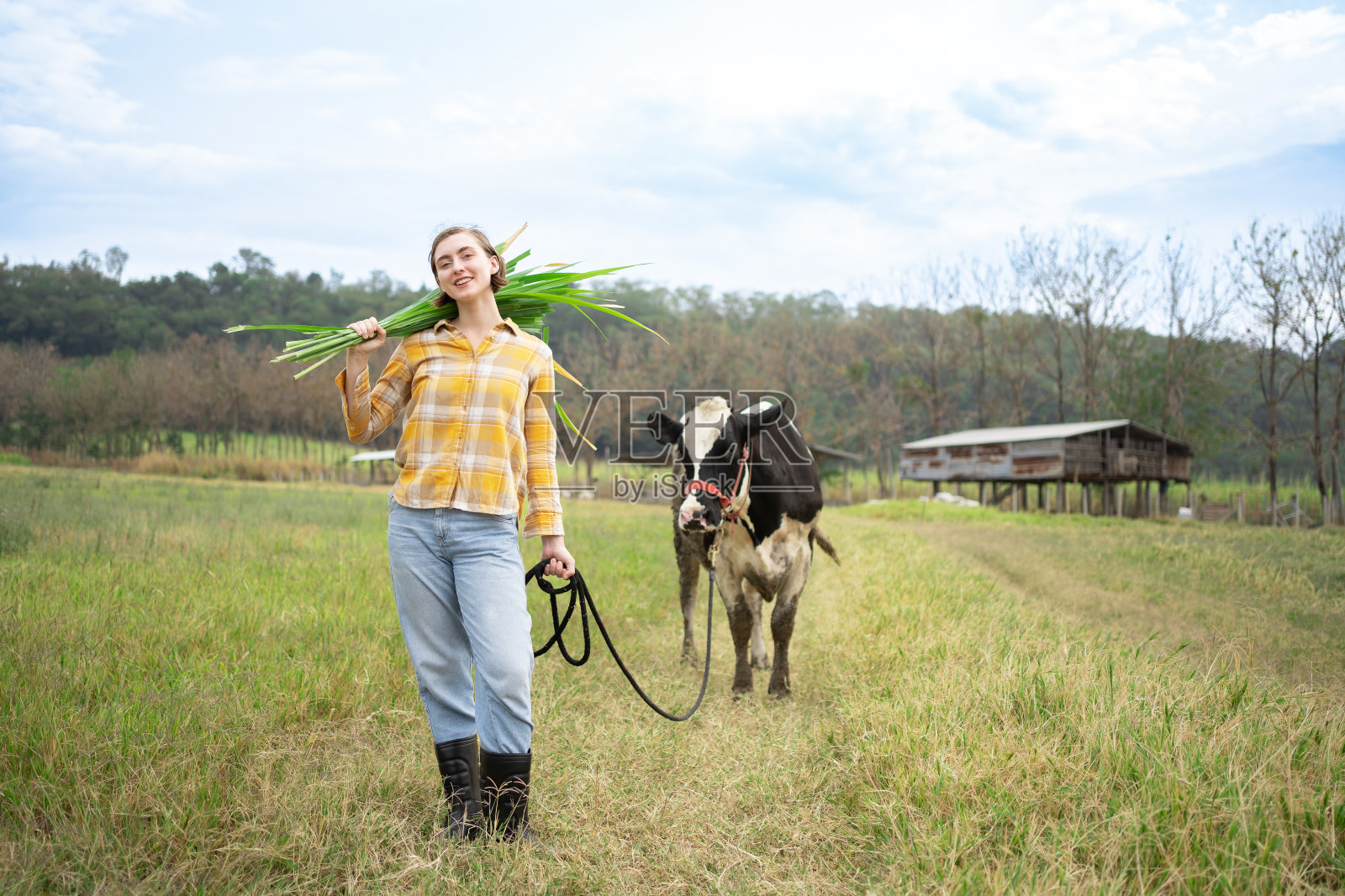 日落时分，年轻的农妇和她的奶牛走在天然草地上。小型农业综合企业的概念。照片摄影图片