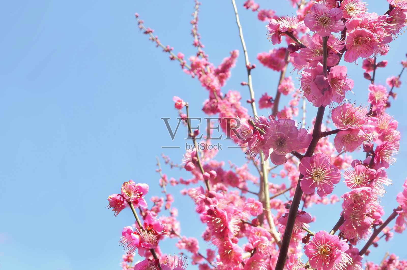 红梅蓝天照片摄影图片