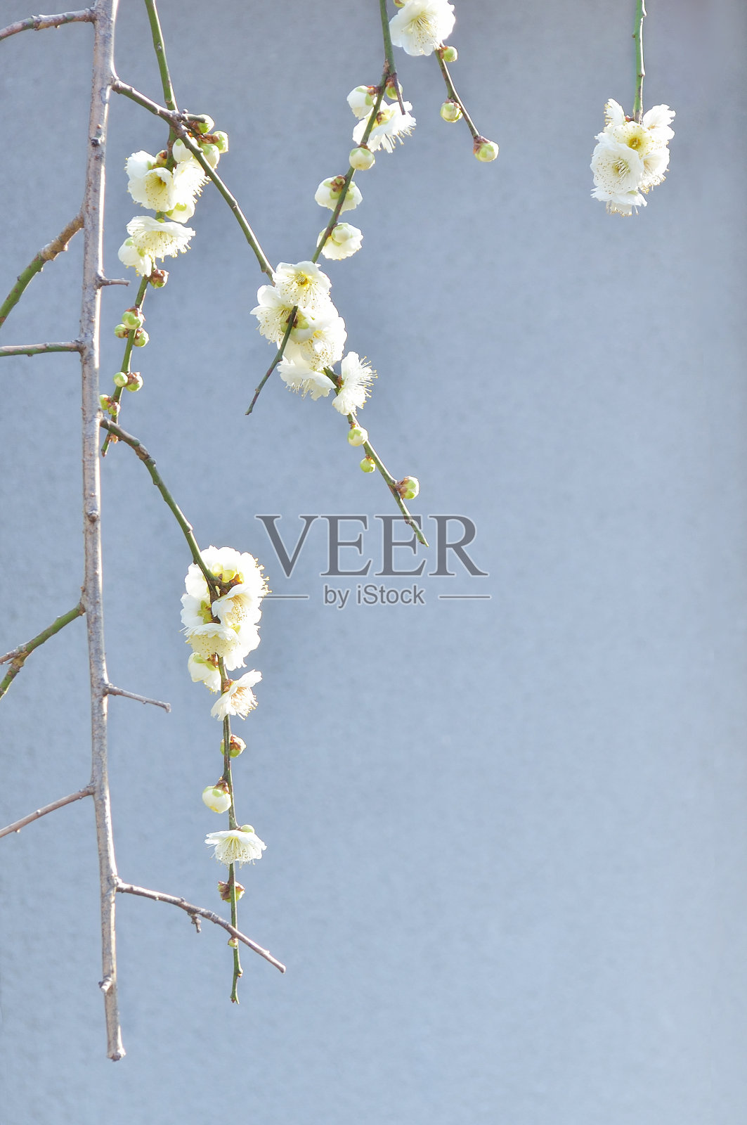 白梅的特写照片摄影图片