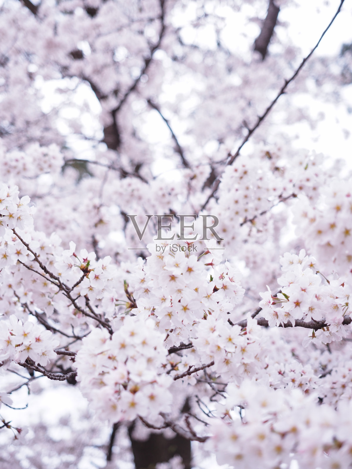 樱花盛开照片摄影图片