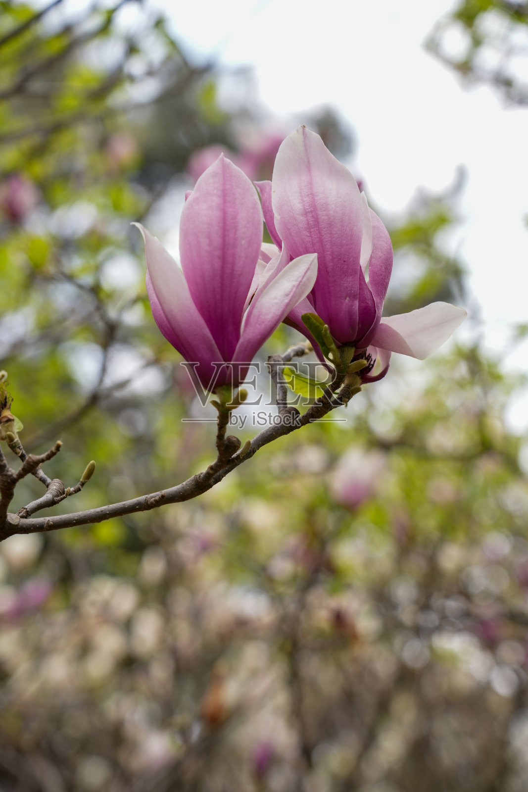 木兰照片摄影图片