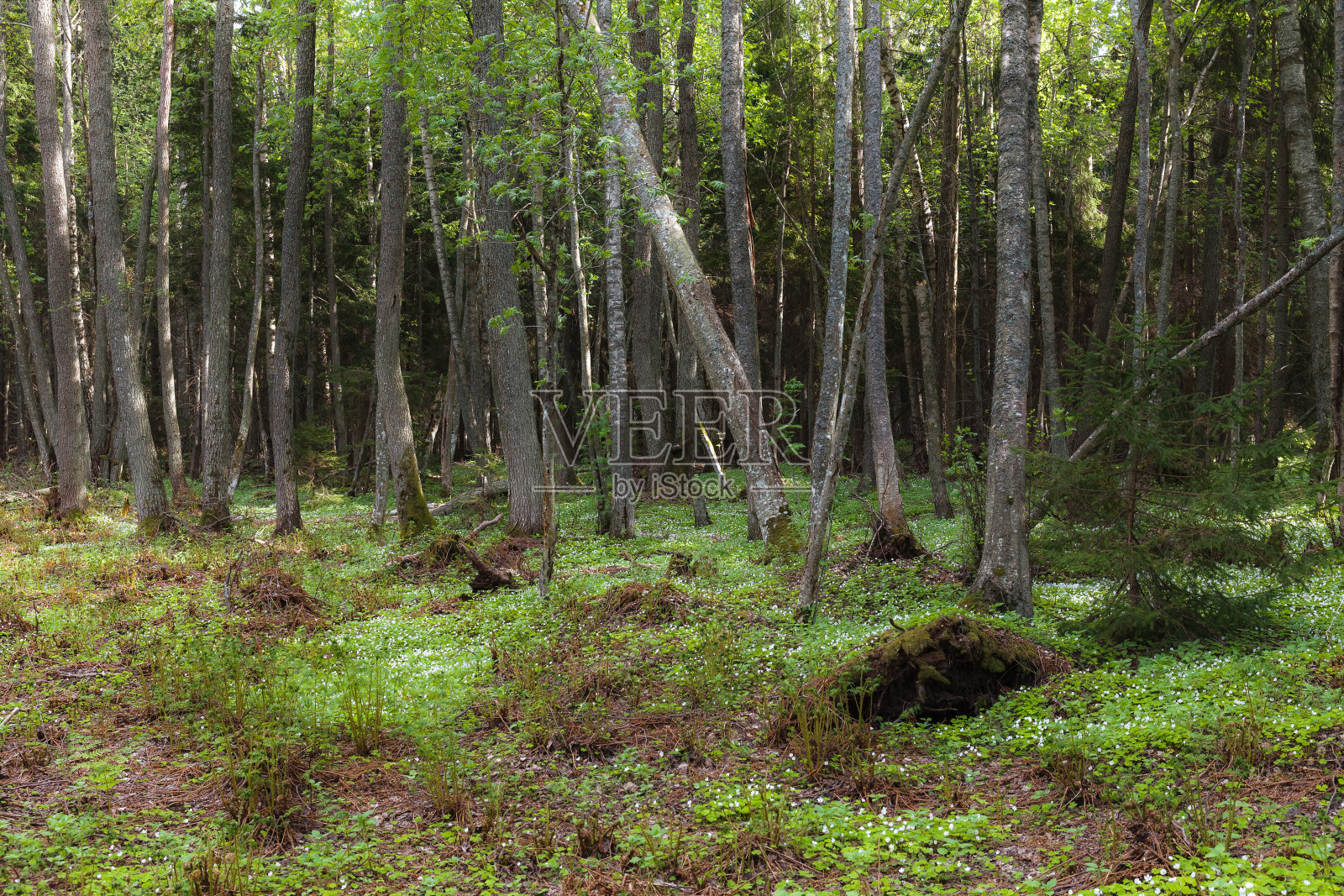 松林夏日奇景，奥顿效果照片摄影图片