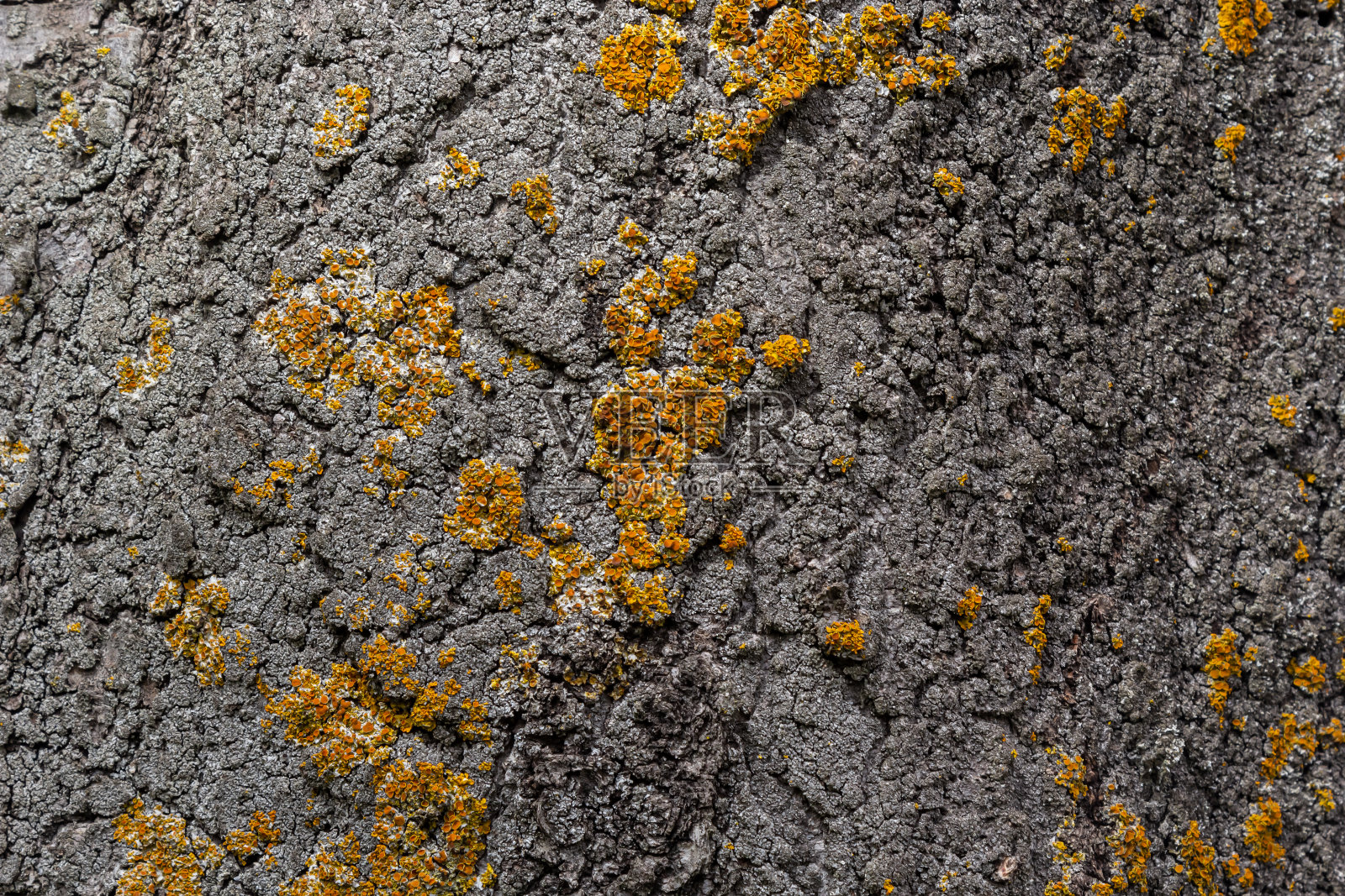 这棵树的树皮，木头的纹理，长满了苔藓。厚厚的落叶树的树皮是一层精致的苔藓，呈现绿色照片摄影图片