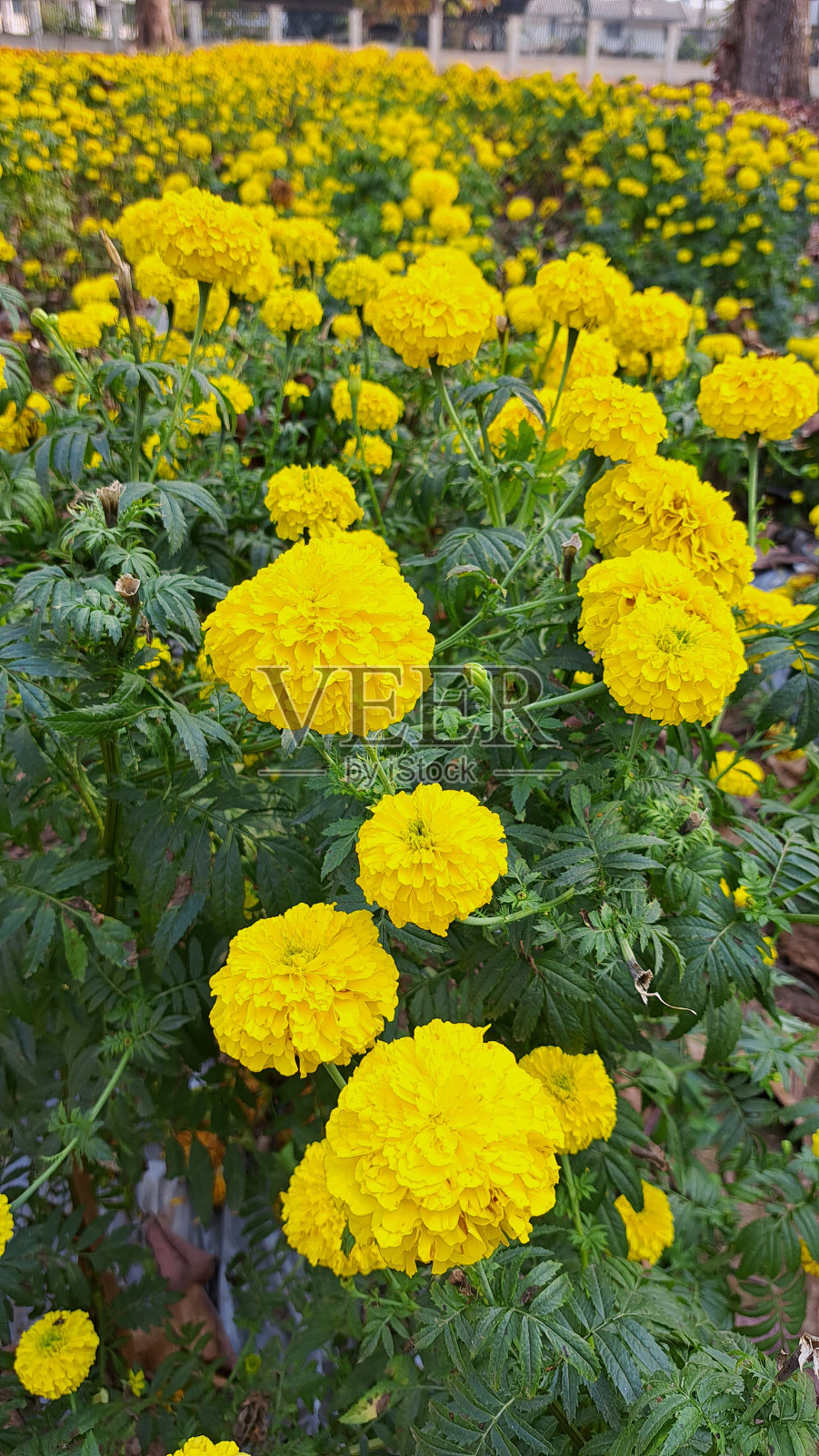 金盏花，小花很多。阿吉忒斯是伊特鲁里亚人塔奇斯的名字，从耕地中诞生。照片摄影图片