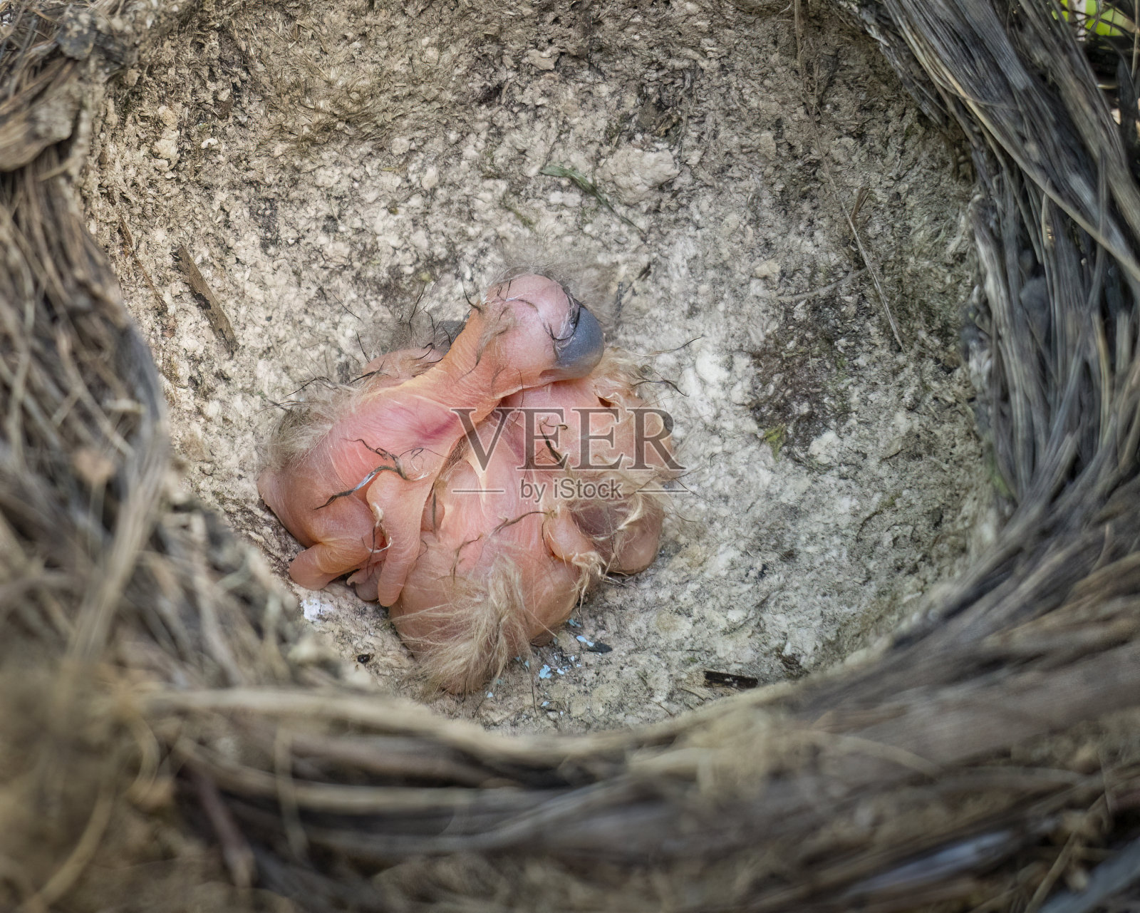 巢中三只刚孵出的小画眉。照片摄影图片