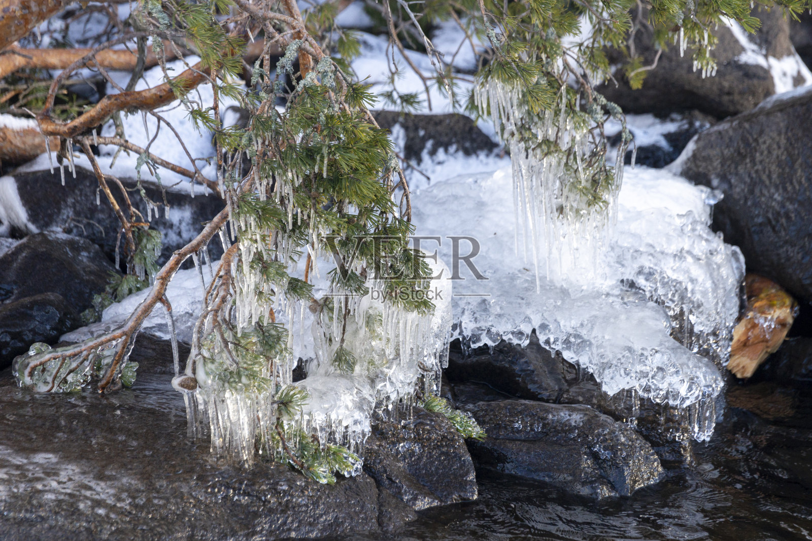 拉多加岸边树上的冰柱照片摄影图片