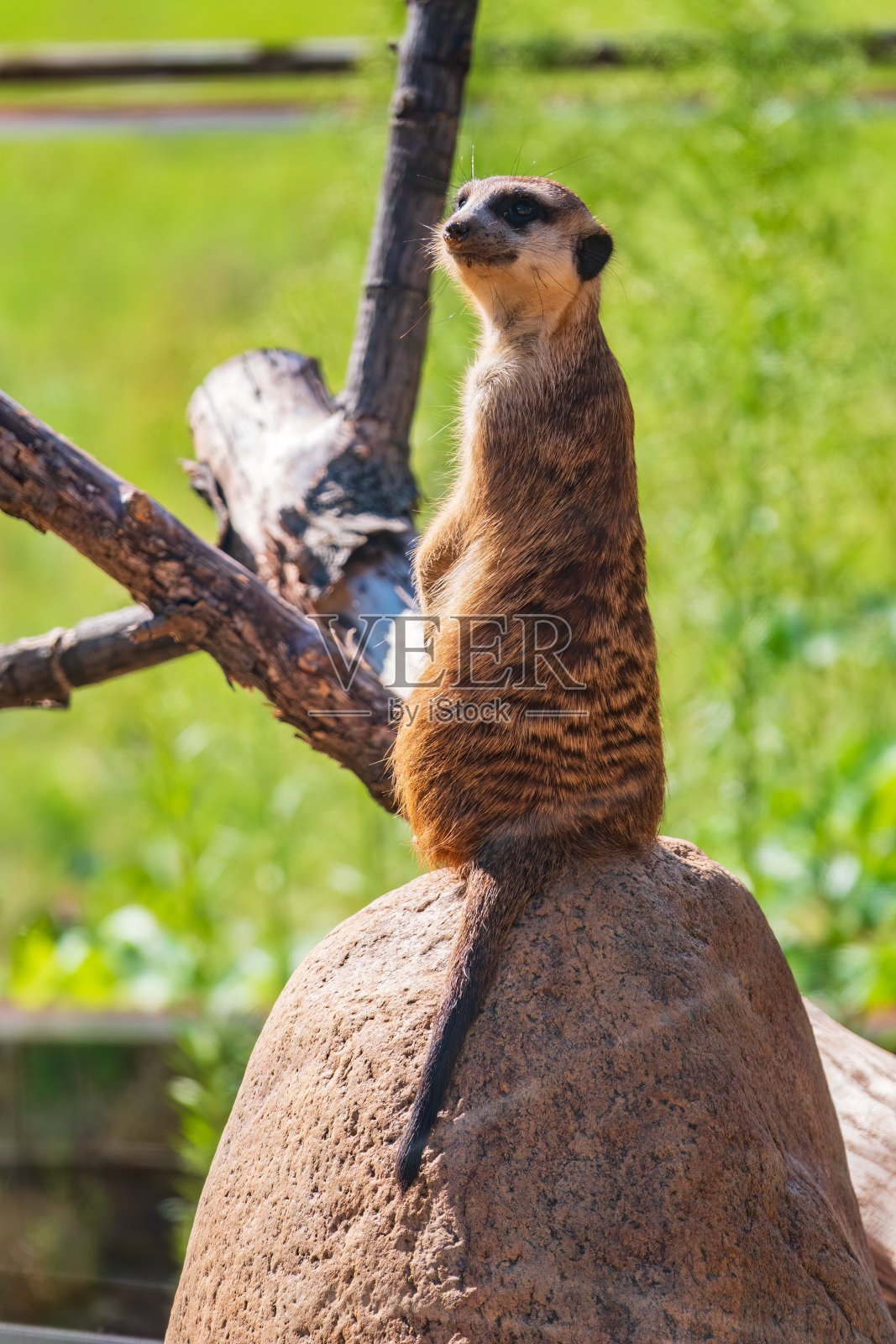 猫鼬，长着后腿。猫鼬后腿站立，表情警惕。一只有趣的猫鼬坐在它的后腿上的肖像。照片摄影图片