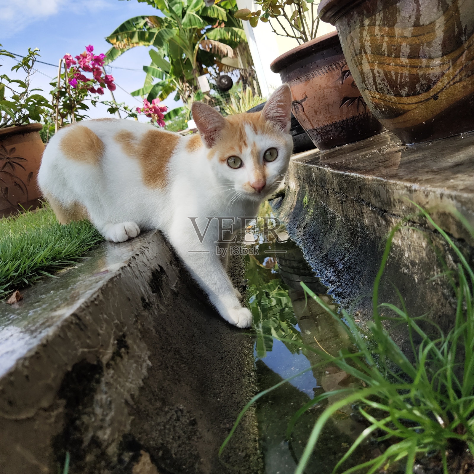 这只猫正看着照相机照片摄影图片