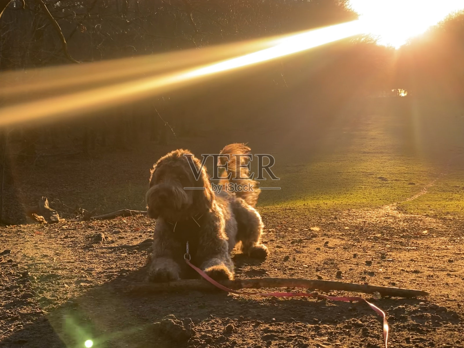 在黄金时刻，小狗躺在夕阳下照片摄影图片