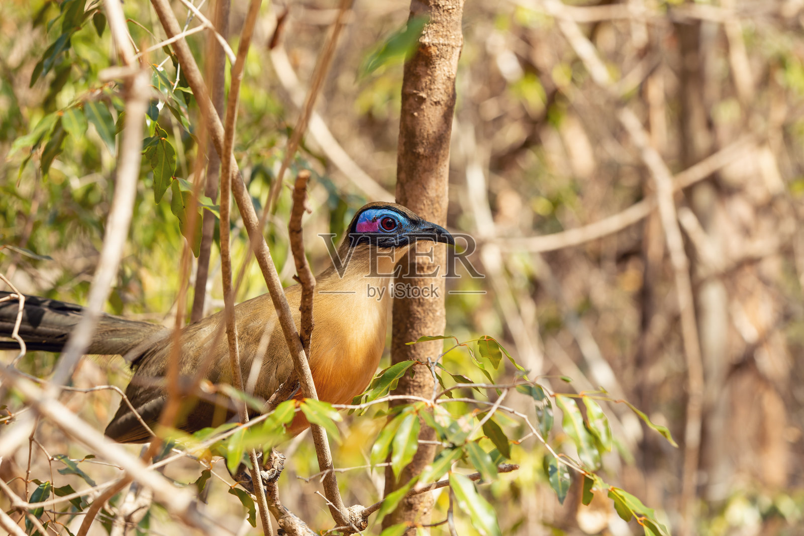 巨型鸟，巨型鸟，科林迪森林，马达加斯加照片摄影图片