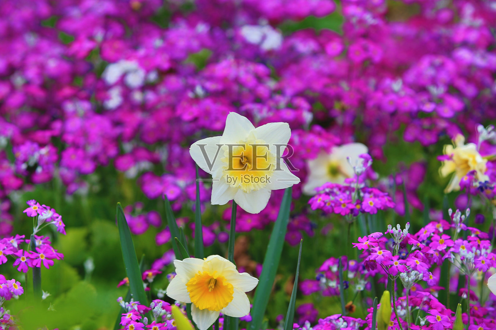 白色水仙(水仙花)和紫色仙樱草花照片摄影图片