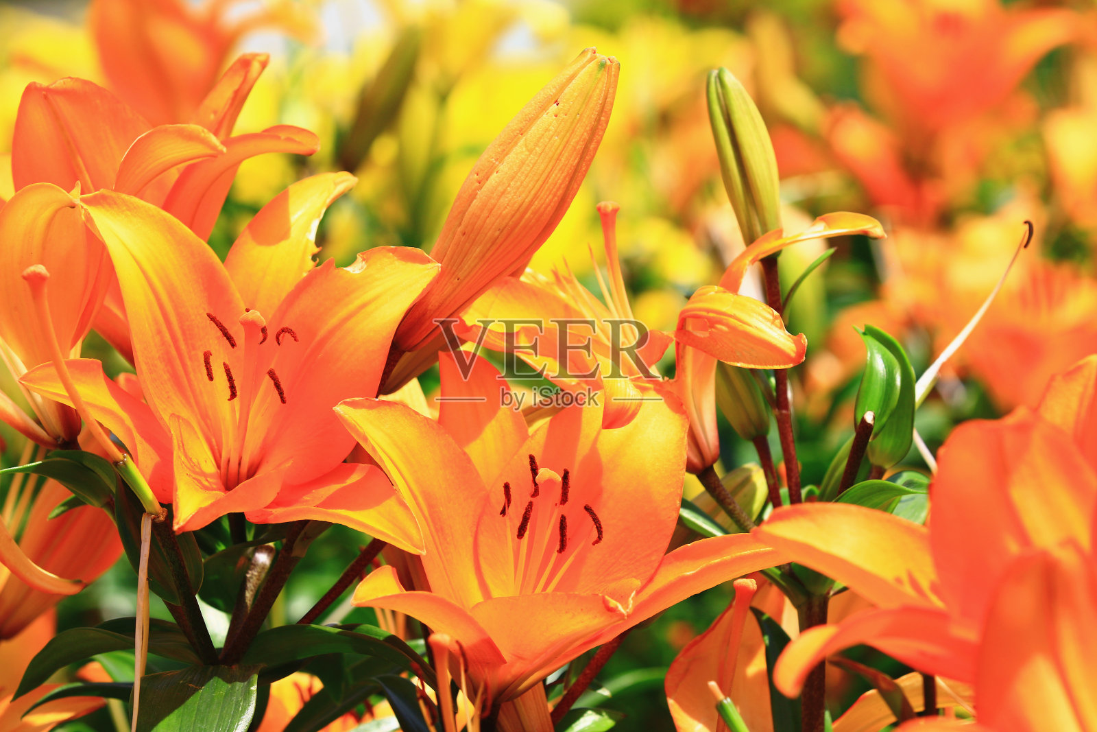 盛开的长花百合(复活节百合，白喇叭百合)花照片摄影图片